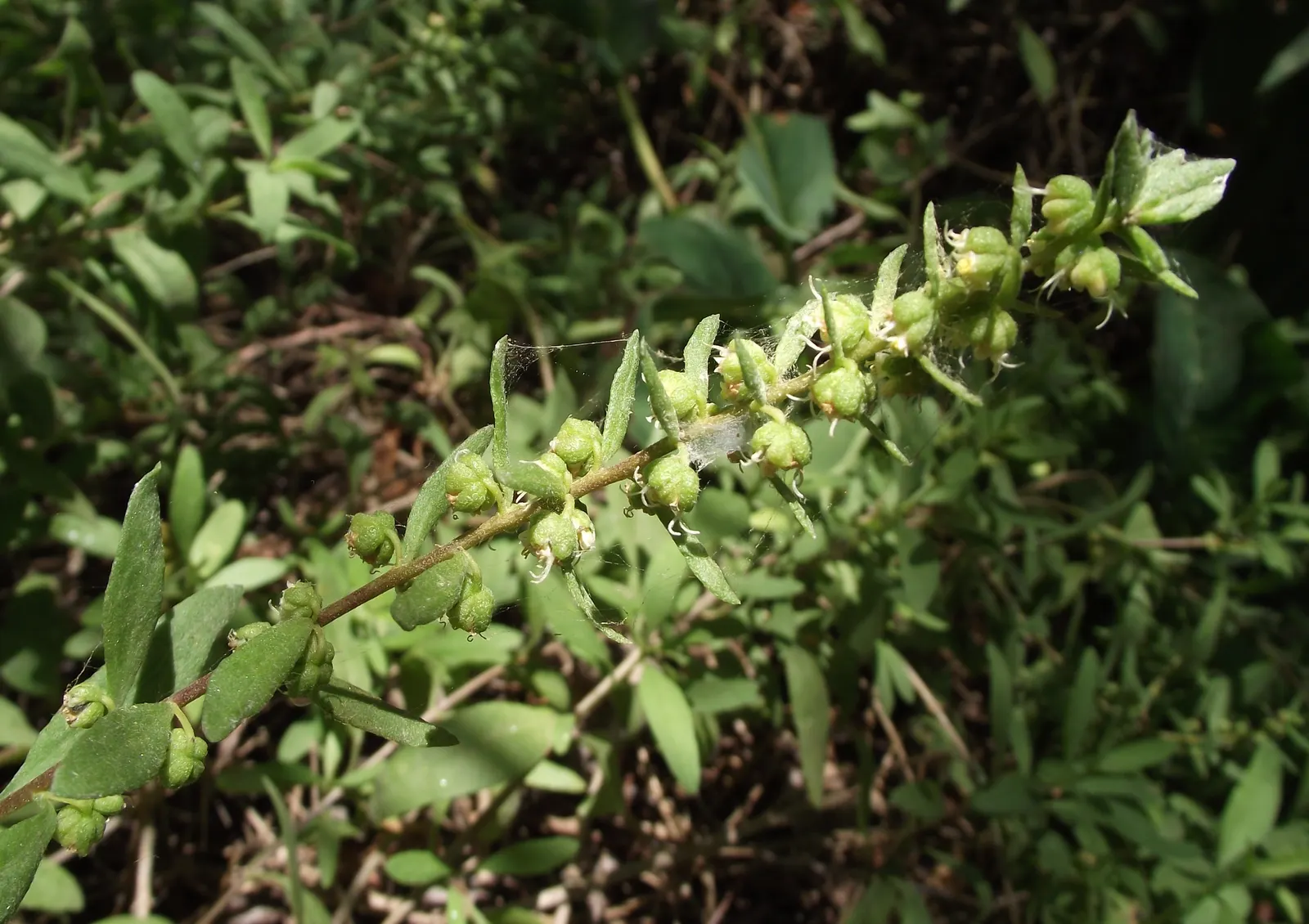 Poverty Weed, San Diego Marsh-Elder (Iva Hayesiana) — It typically reaches a height of 3 to 5 feet, with a similar spread