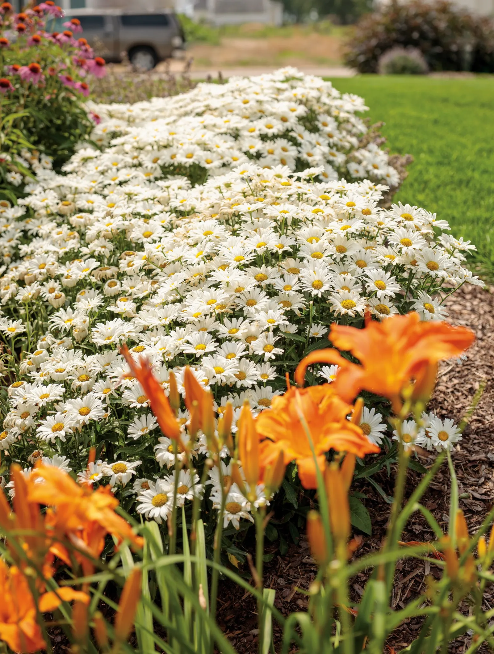 Daisy May® Shasta Daisy (Leucanthemum superbum) — snow-white flowers with golden centers above a sturdy mound of dark green foliage