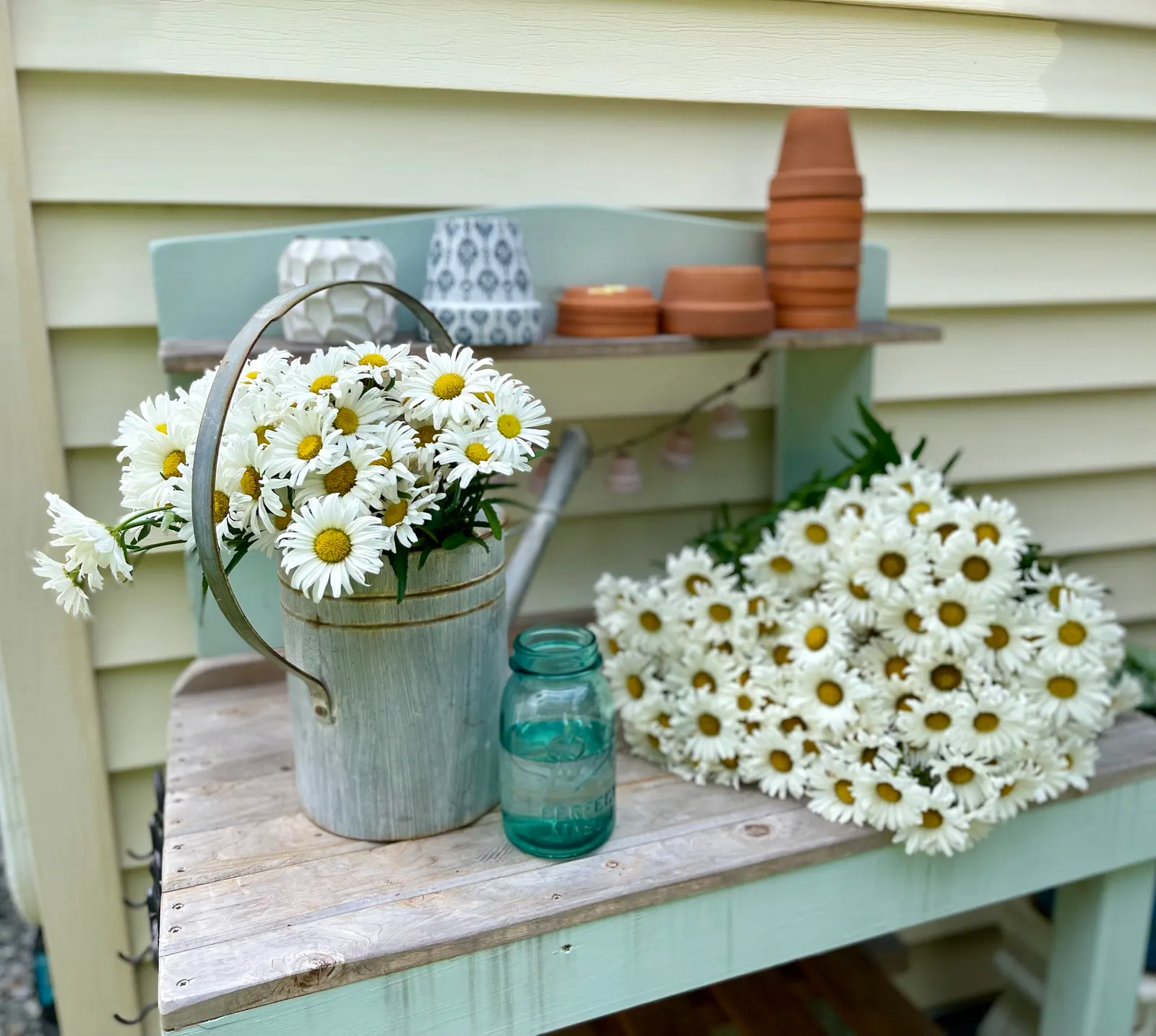 Daisy May® Shasta Daisy (Leucanthemum superbum) — Deadheading is not strictly required