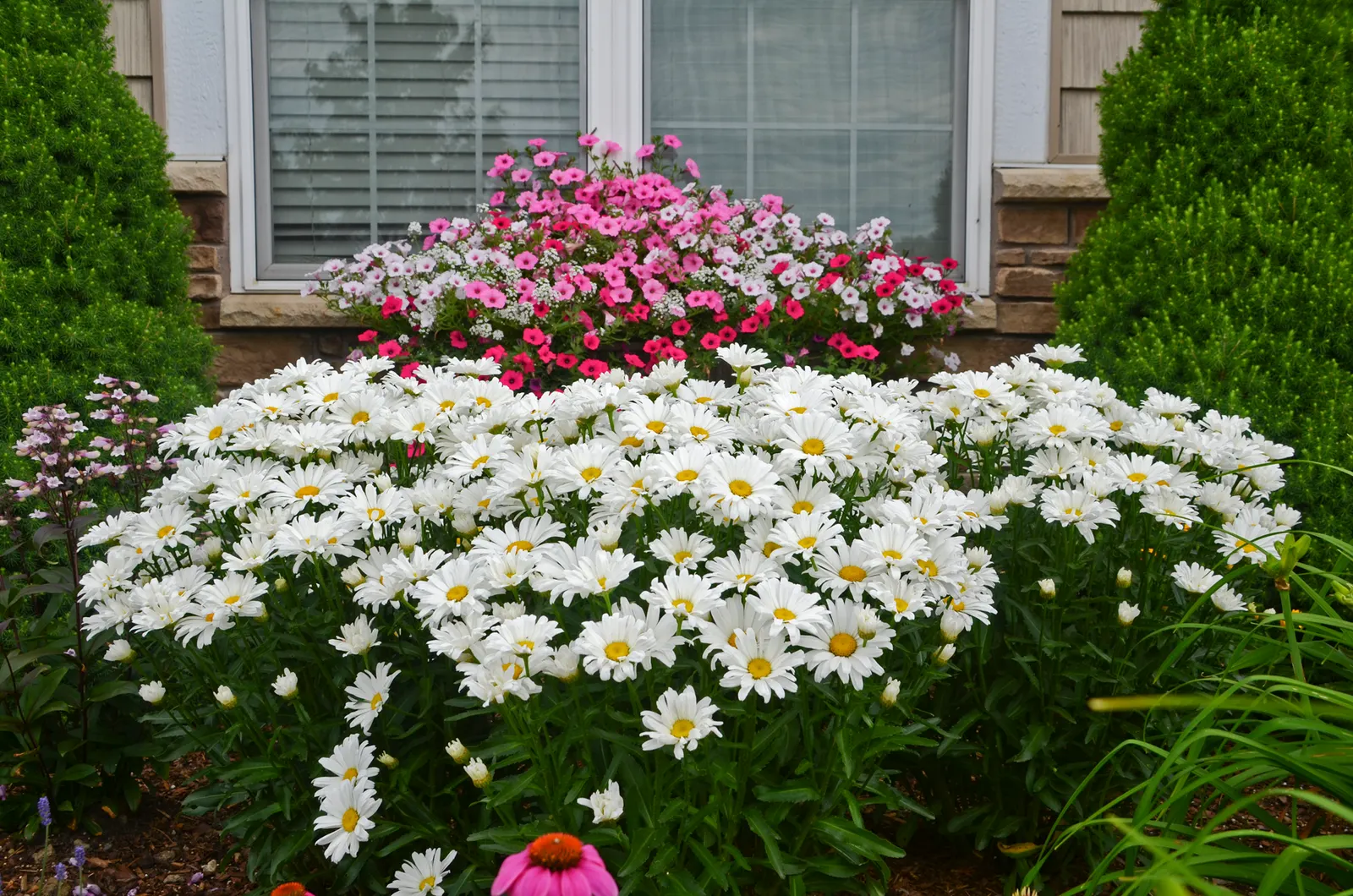 Daisy May® Shasta Daisy (Leucanthemum superbum) — perennial for full