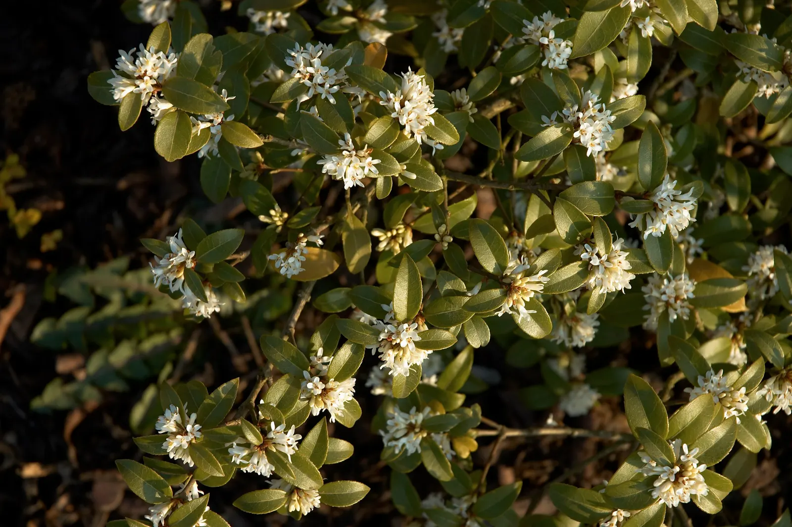 Burkwood Osmanthus (Osmanthus X Burkwoodii) — white flowers that blossom in mid-spring