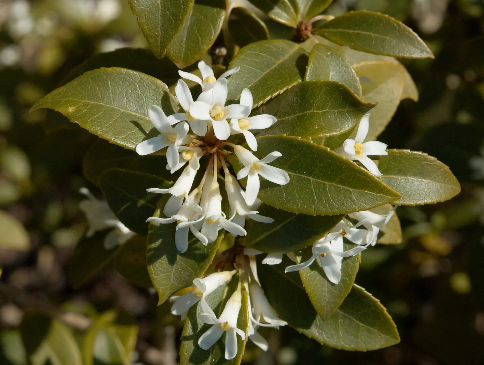 Burkwood Osmanthus (Osmanthus X Burkwoodii) — The Burkwood Osmanthus, Osmanthus x burkwoodii, is a striking evergreen shrub