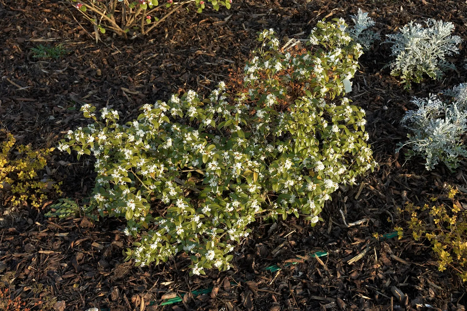 Burkwood Osmanthus (Osmanthus X Burkwoodii) — dark green foliage and clusters of highly fragrant