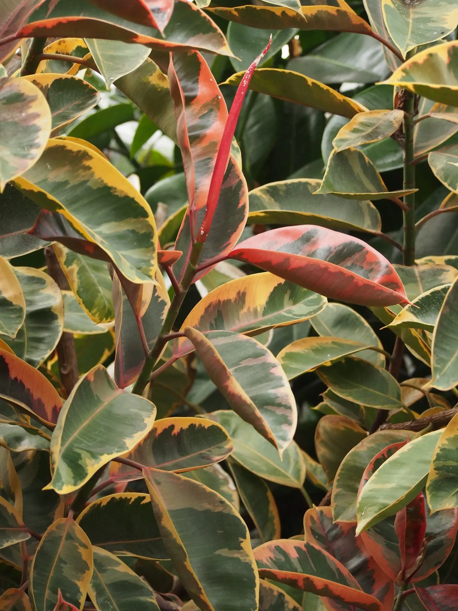 Rubber Plant, Rubber Tree (Ficus Elastica) — When including the Rubber Plant in a design; this plant requires well-draining soil and enjoys consistent moisture
