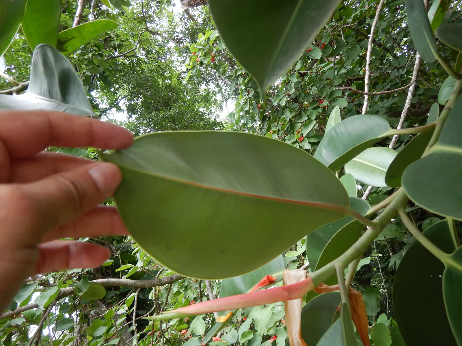 Rubber Plant, Rubber Tree (Ficus Elastica) — commonly called the Rubber Plant; tolerant of low-light conditions, it prefers well-draining soil and moderate