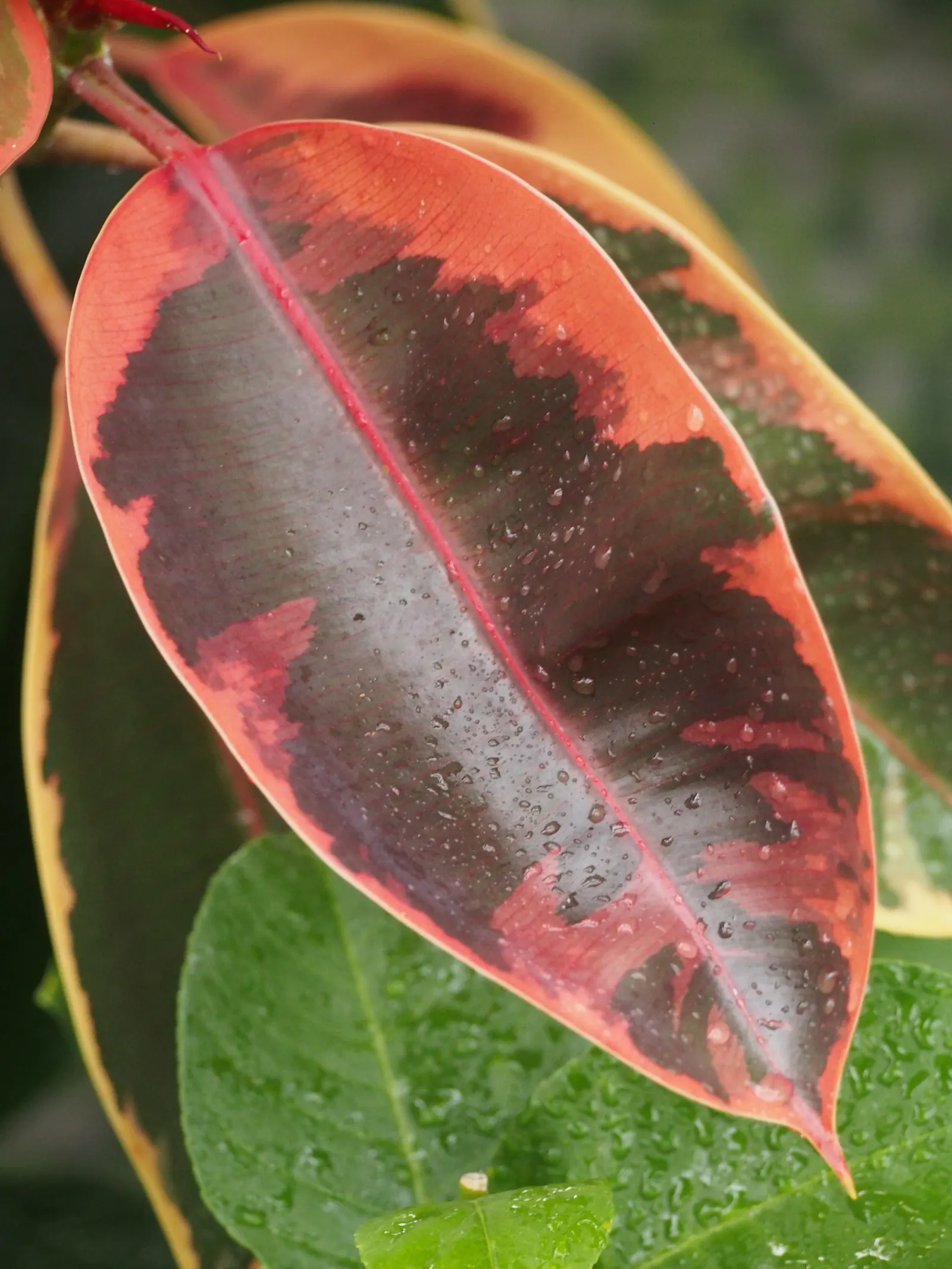 Rubber Plant, Rubber Tree (Ficus Elastica) — Weekly watering to maintain slightly moist soil; with time, it can reach heights of 25-30 feet outdoors