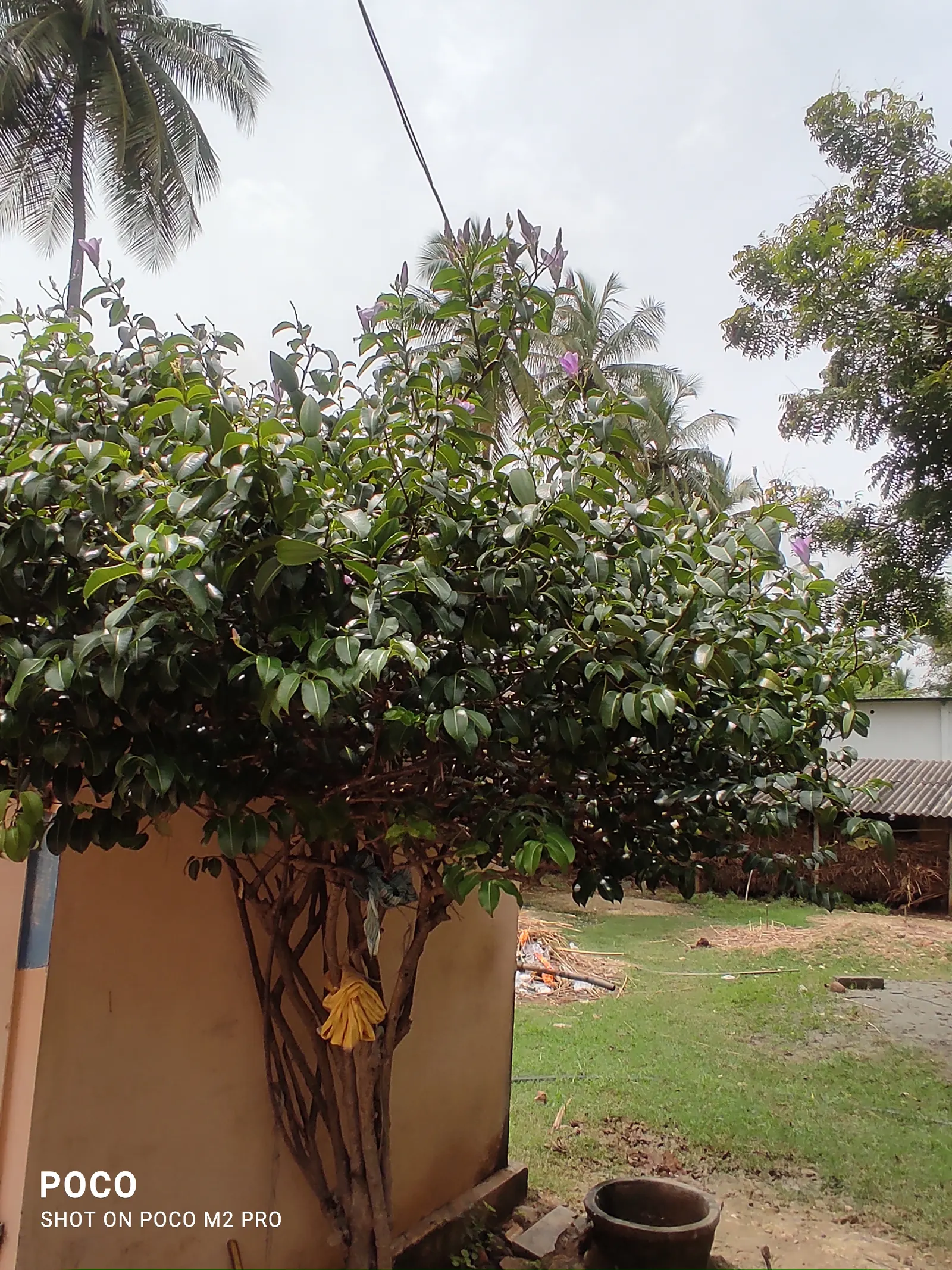 Rubber Plant, Rubber Tree (Ficus Elastica) — Weekly watering to maintain slightly moist soil