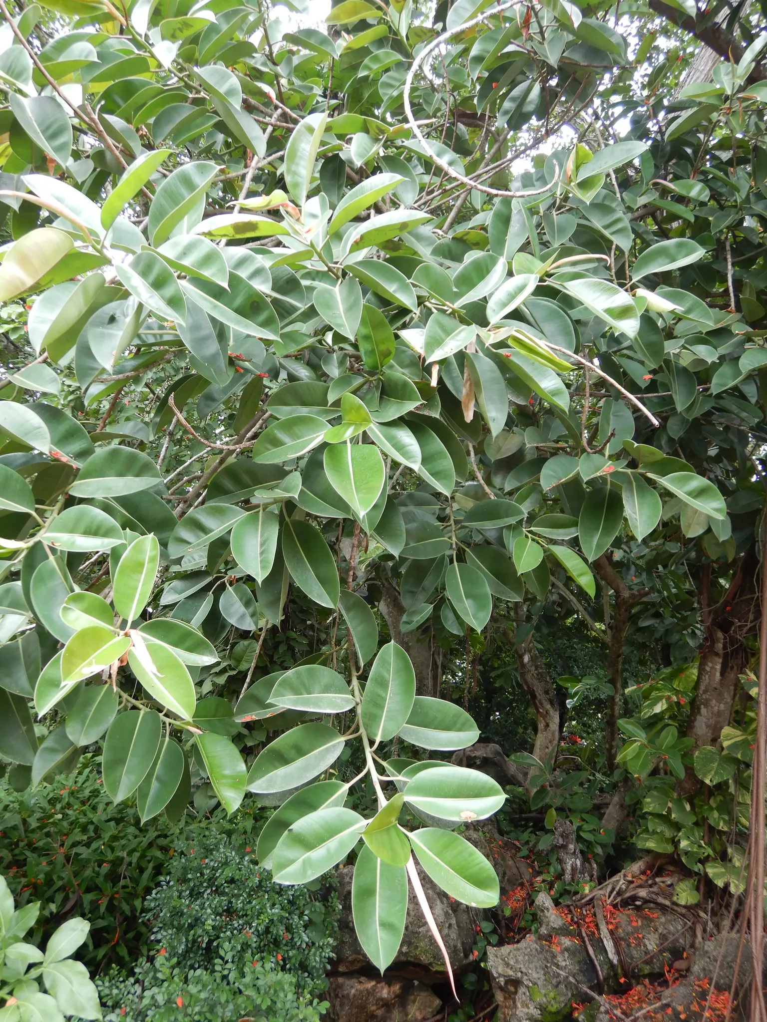 Rubber Plant, Rubber Tree (Ficus Elastica) — which can grow up to 12 inches long
