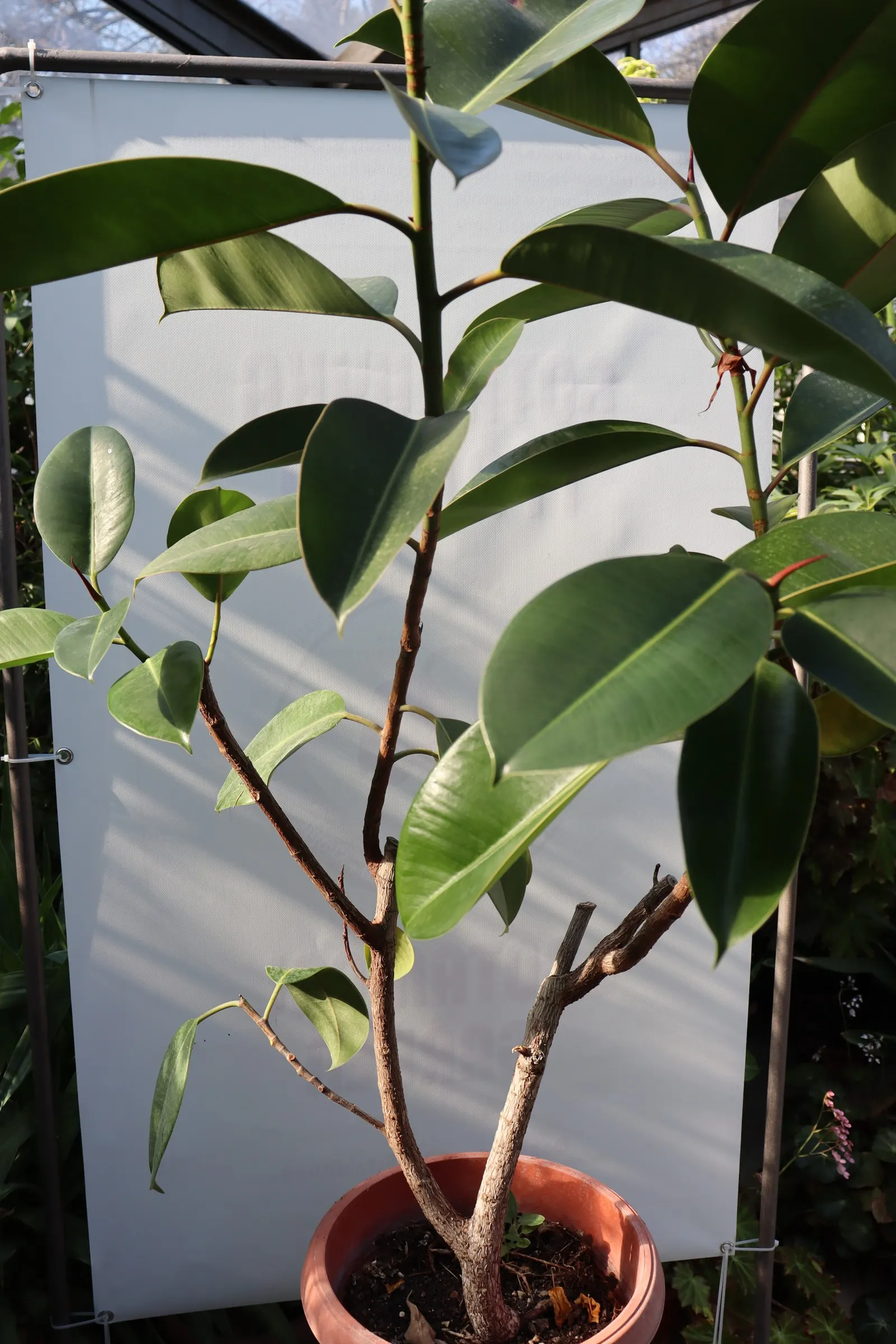 Rubber Plant, Rubber Tree (Ficus Elastica) — is a robust evergreen tree known for its glossy; it serves as an excellent focal point or a natural screen in