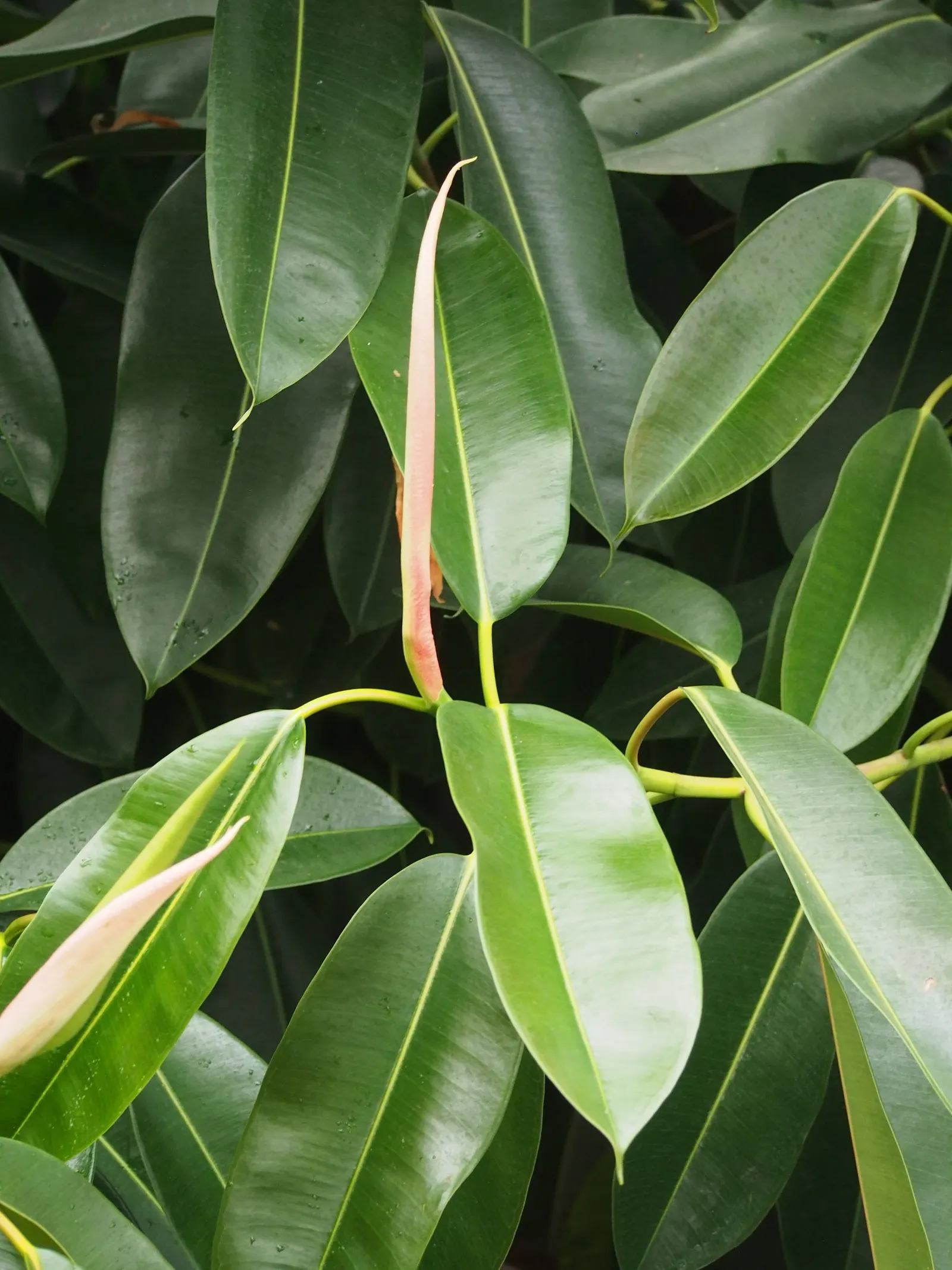 Rubber Plant, Rubber Tree (Ficus Elastica) — though it is somewhat drought-tolerant once established; so placement should be considered with care