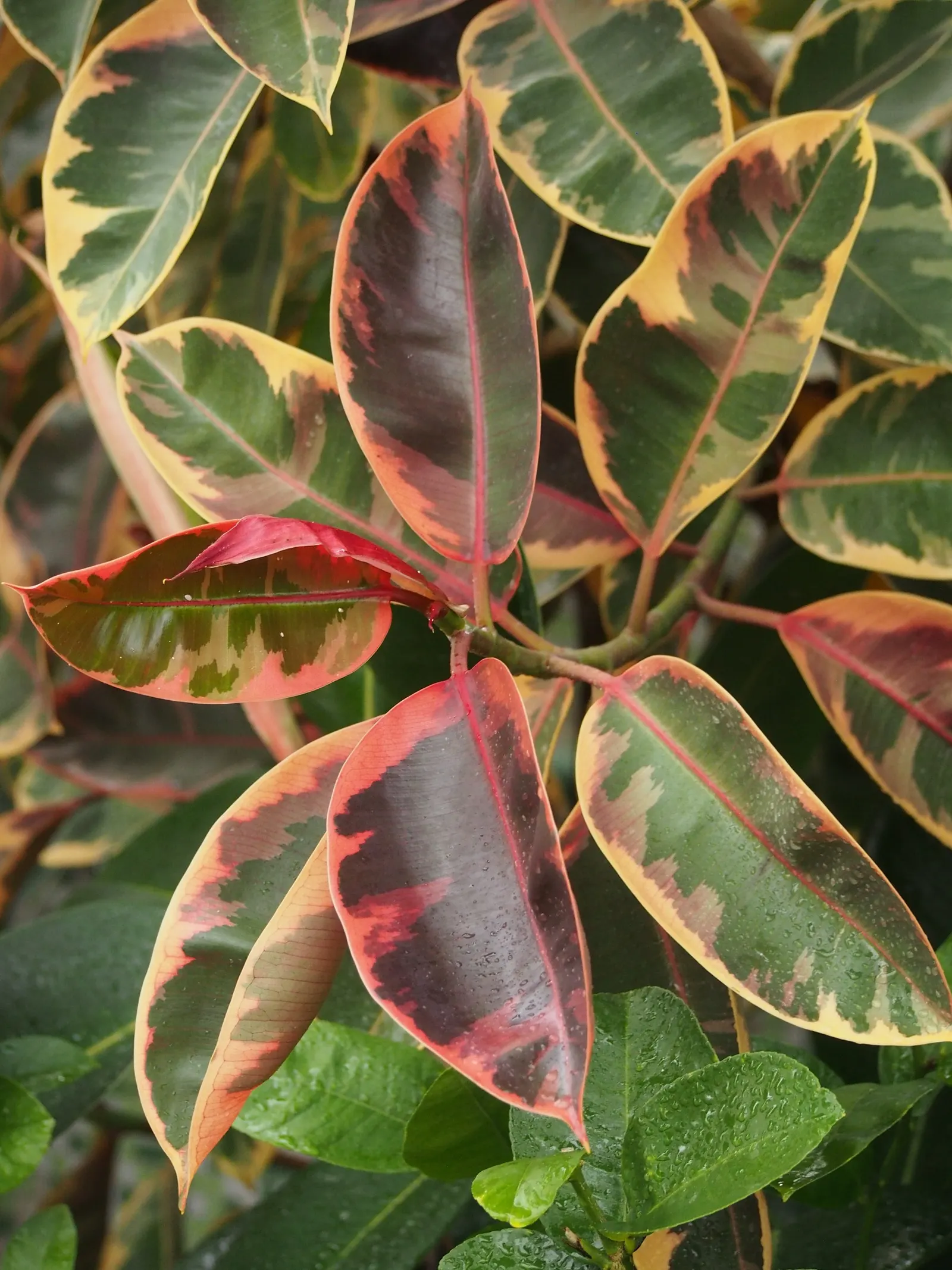 Rubber Plant, Rubber Tree (Ficus Elastica) — note that the sap can be irritating to skin and toxic if ingested; is a robust evergreen tree known for its glossy