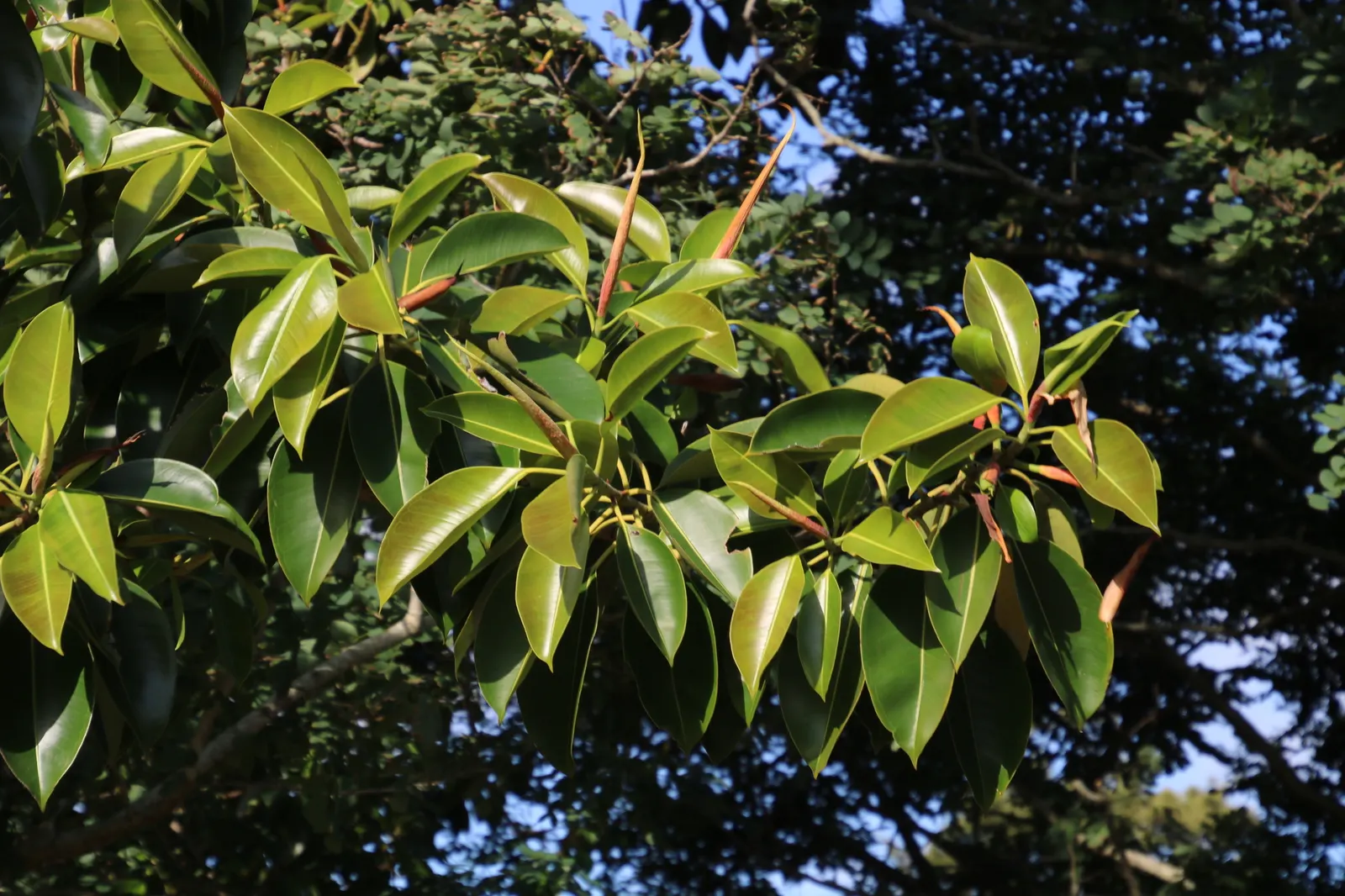 Rubber Plant, Rubber Tree (Ficus Elastica) — this member of the Moraceae family is best suited for USDA zones 10 through 12