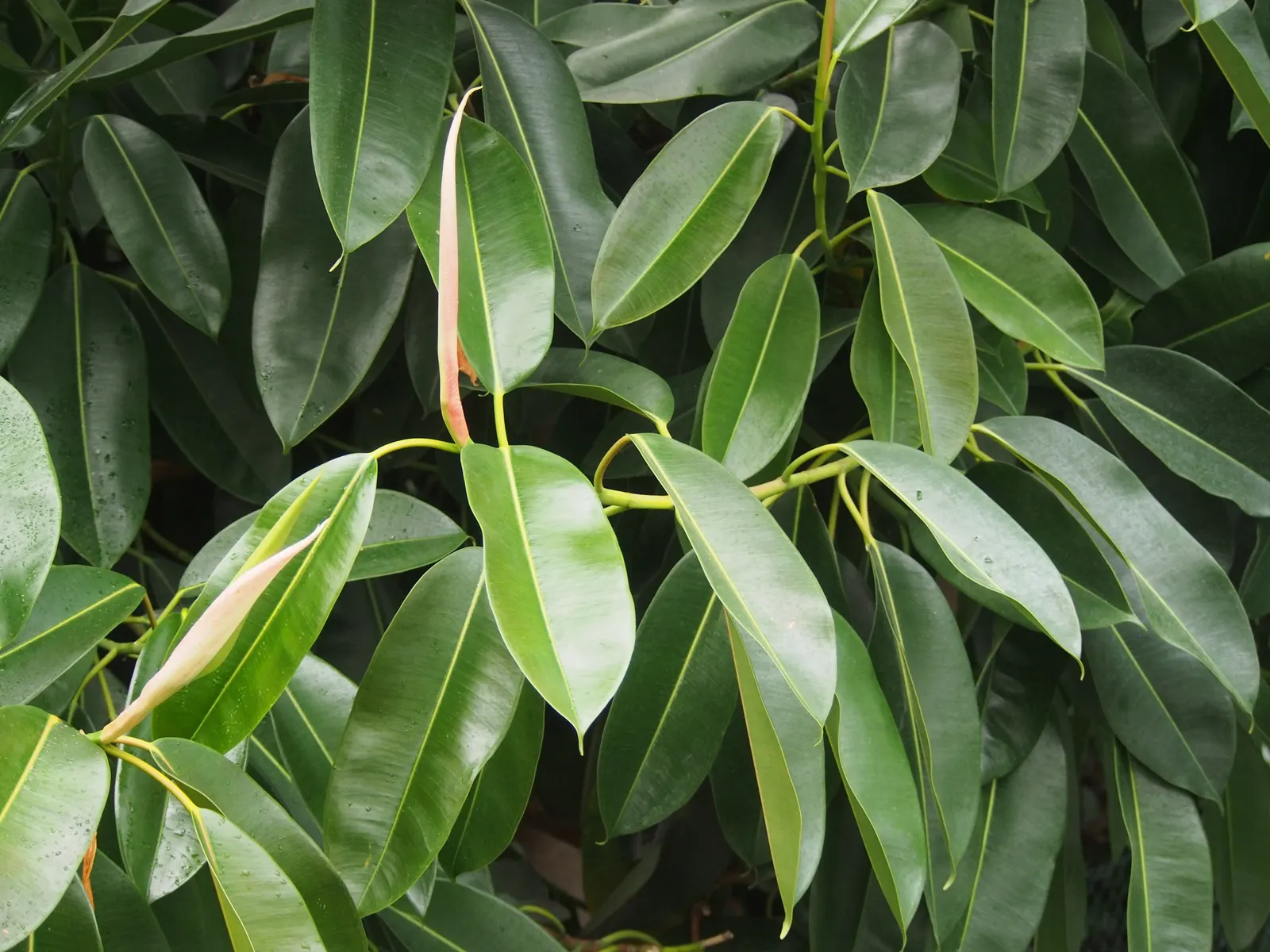 Rubber Plant, Rubber Tree (Ficus Elastica) — tropical texture to a garden; hardy in USDA zones 10-12, it thrives in warm, humid climates