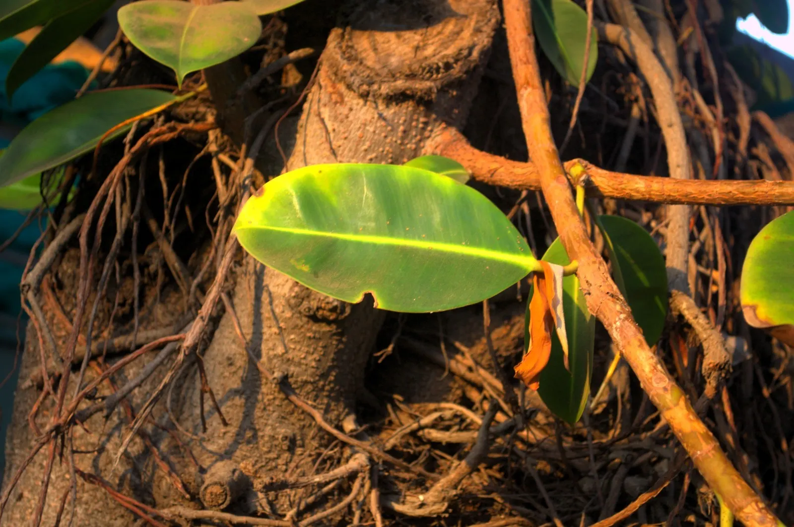 Rubber Plant, Rubber Tree (Ficus Elastica) — Tolerant of low-light conditions, it prefers well-draining soil and moderate moisture; especially in, image 56