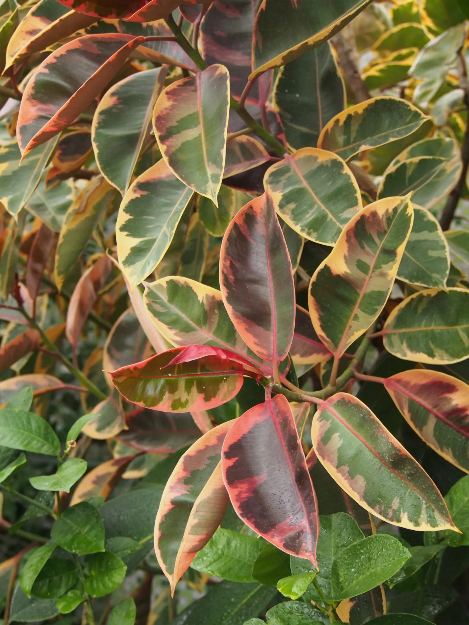 Rubber Plant, Rubber Tree (Ficus Elastica) — is a robust evergreen tree known for its glossy; it serves as an excellent focal point or a natural, image 54