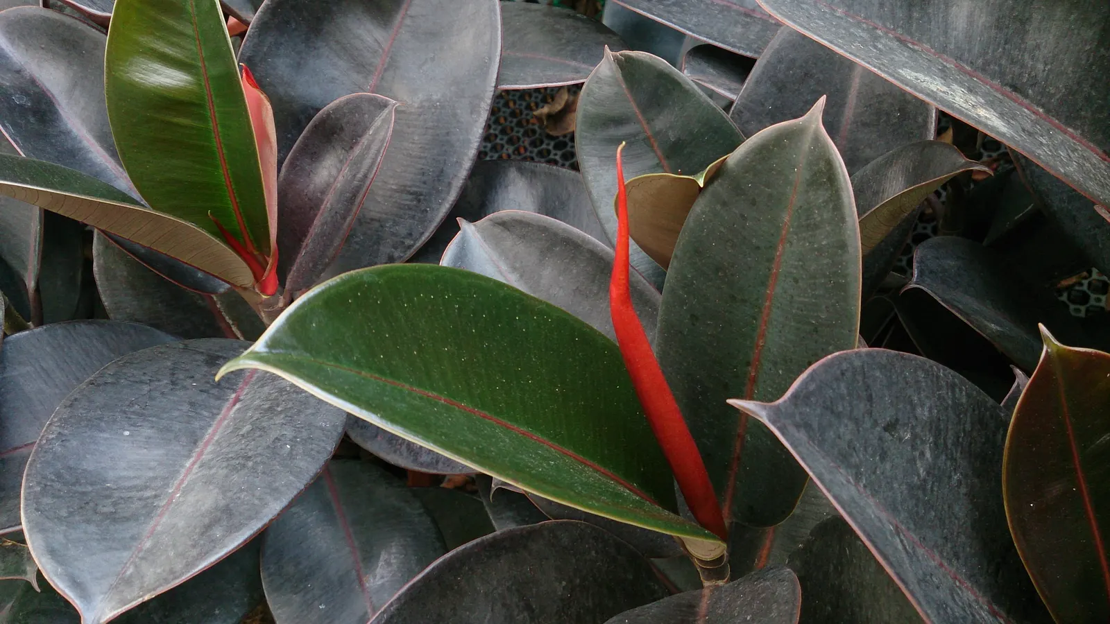 Rubber Plant, Rubber Tree (Ficus Elastica) — shrub / tree for half; note that the sap can be irritating to skin and toxic if ingested