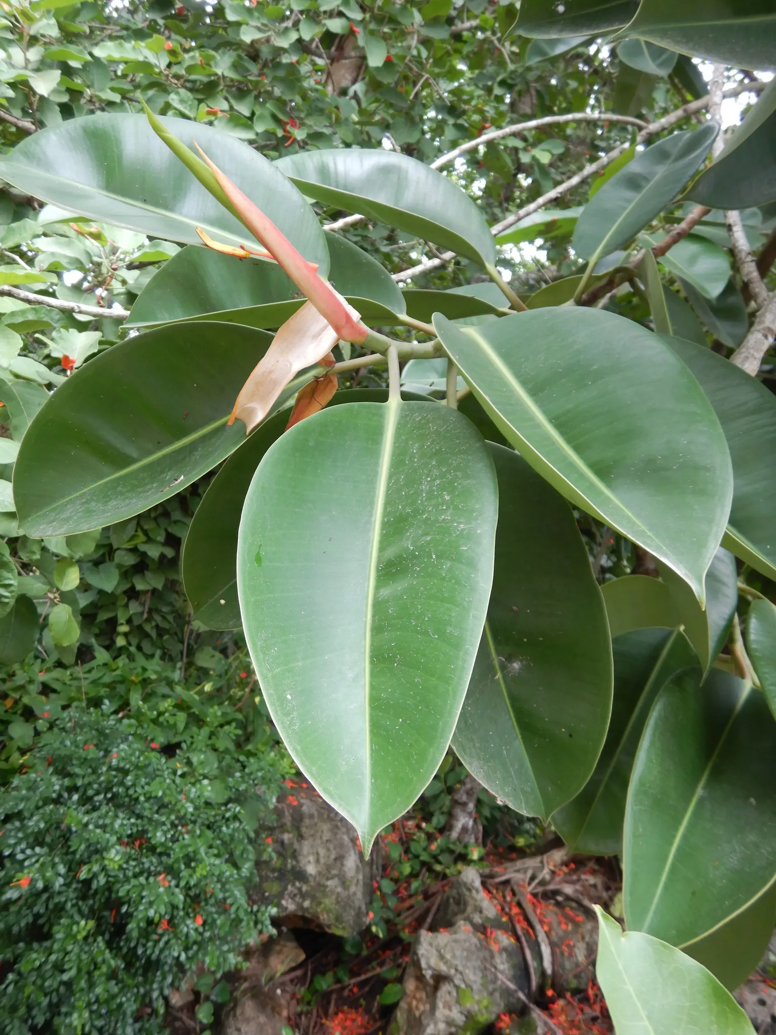 Rubber Plant, Rubber Tree (Ficus Elastica) — this member of the Moraceae family is best suited for USDA zones 10 through 12; though it is somewhat