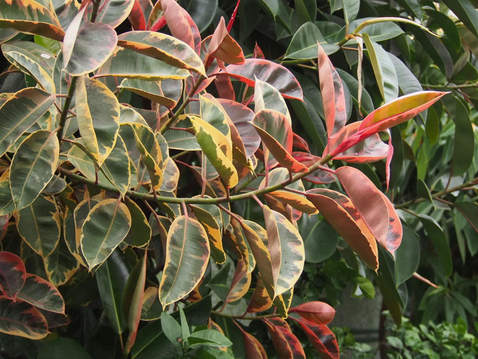 Rubber Plant, Rubber Tree (Ficus Elastica) — Hardy in USDA zones 10-12, it thrives in warm, humid climates