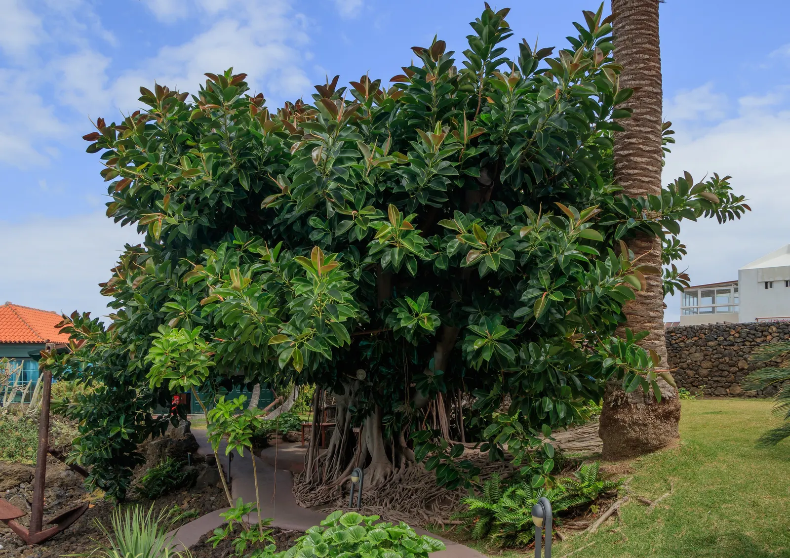Rubber Plant, Rubber Tree (Ficus Elastica) — note that the sap can be irritating to skin and toxic if ingested