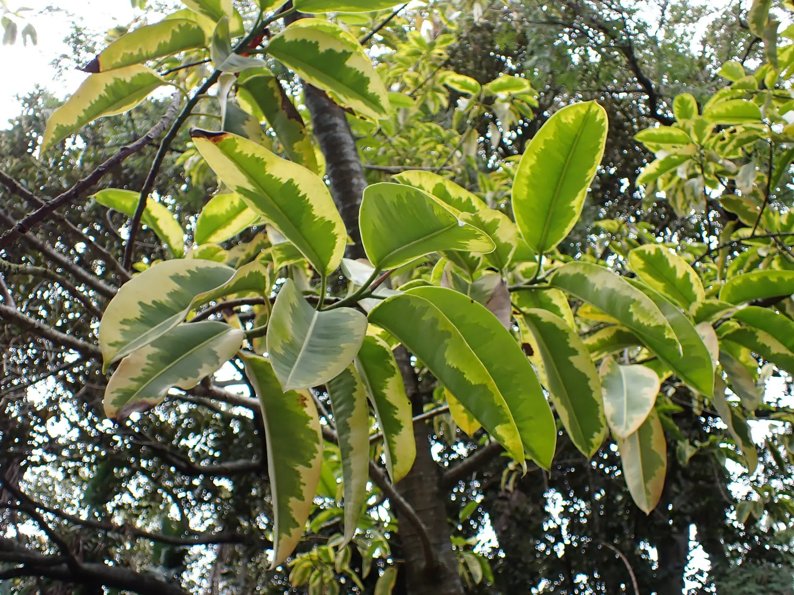 Rubber Plant, Rubber Tree (Ficus Elastica) — This plant requires well-draining soil and enjoys consistent moisture; and less frequent watering during winter