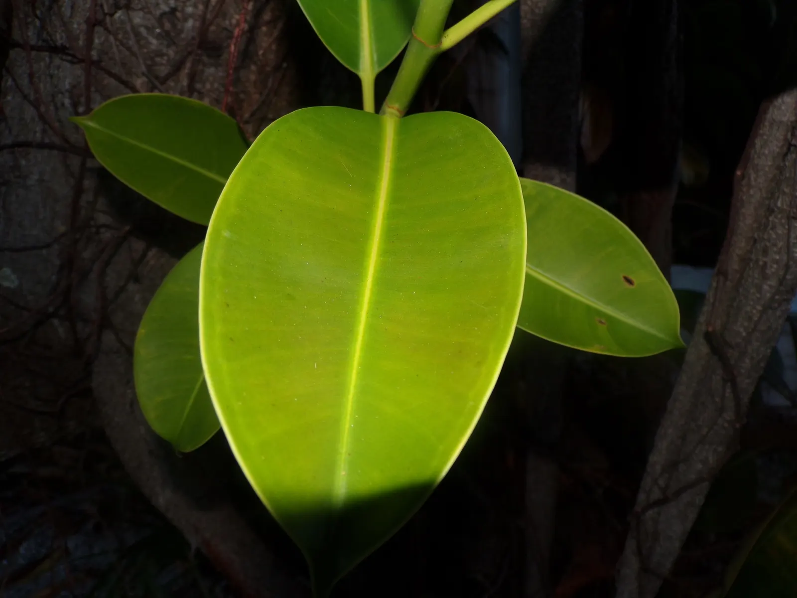 Rubber Plant, Rubber Tree (Ficus Elastica) — scientifically known as Ficus elastica