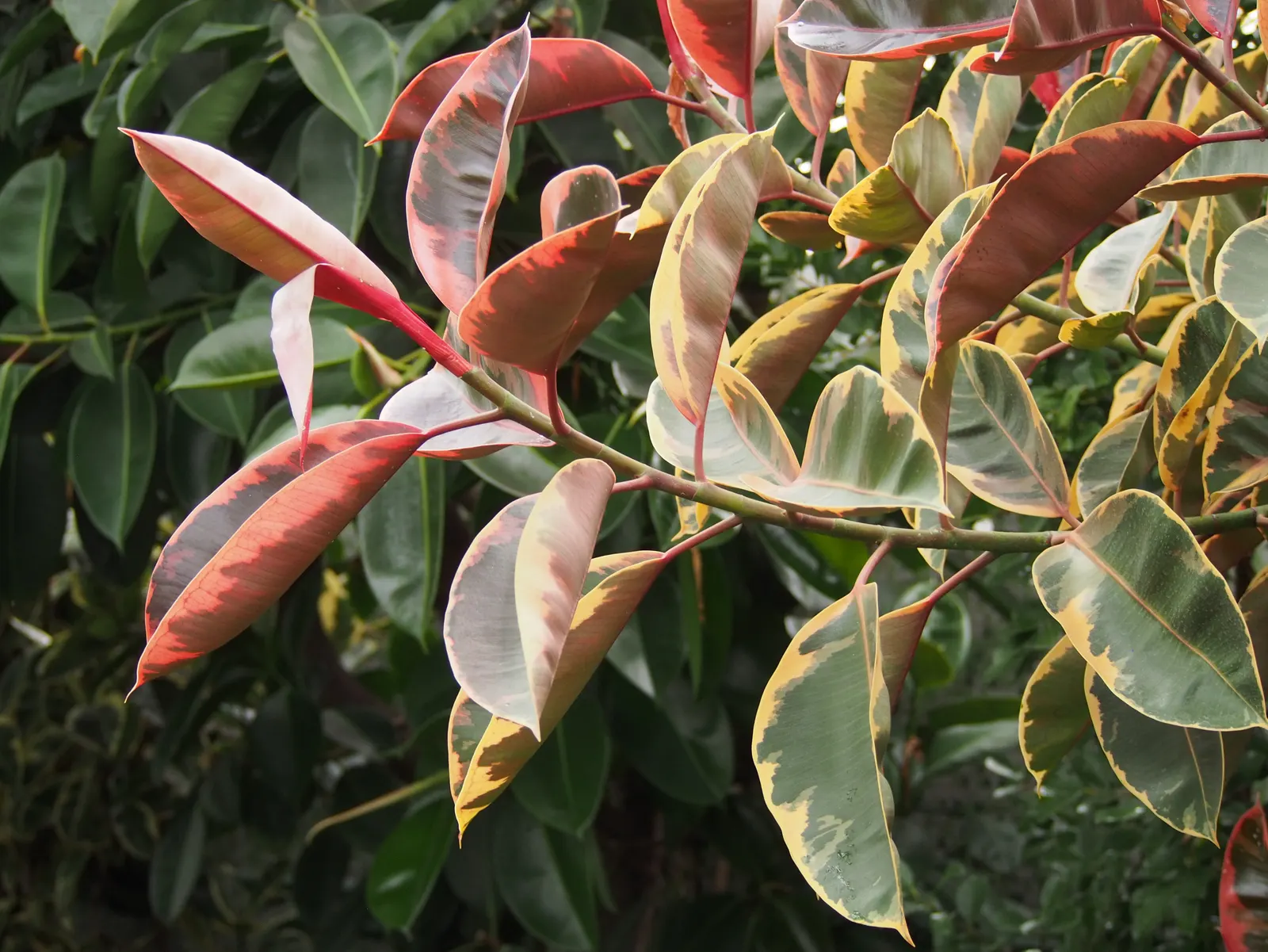 Rubber Plant, Rubber Tree (Ficus Elastica) — With time, it can reach heights of 25-30 feet outdoors; in landscapes, it serves as a striking, image 57