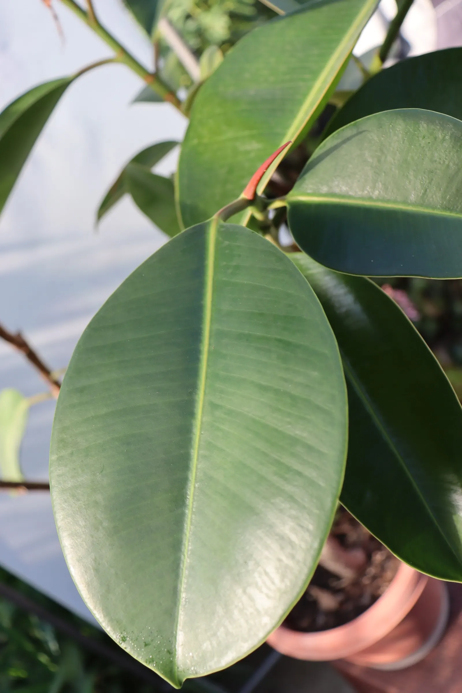 Rubber Plant, Rubber Tree (Ficus Elastica) — tropical texture to a garden