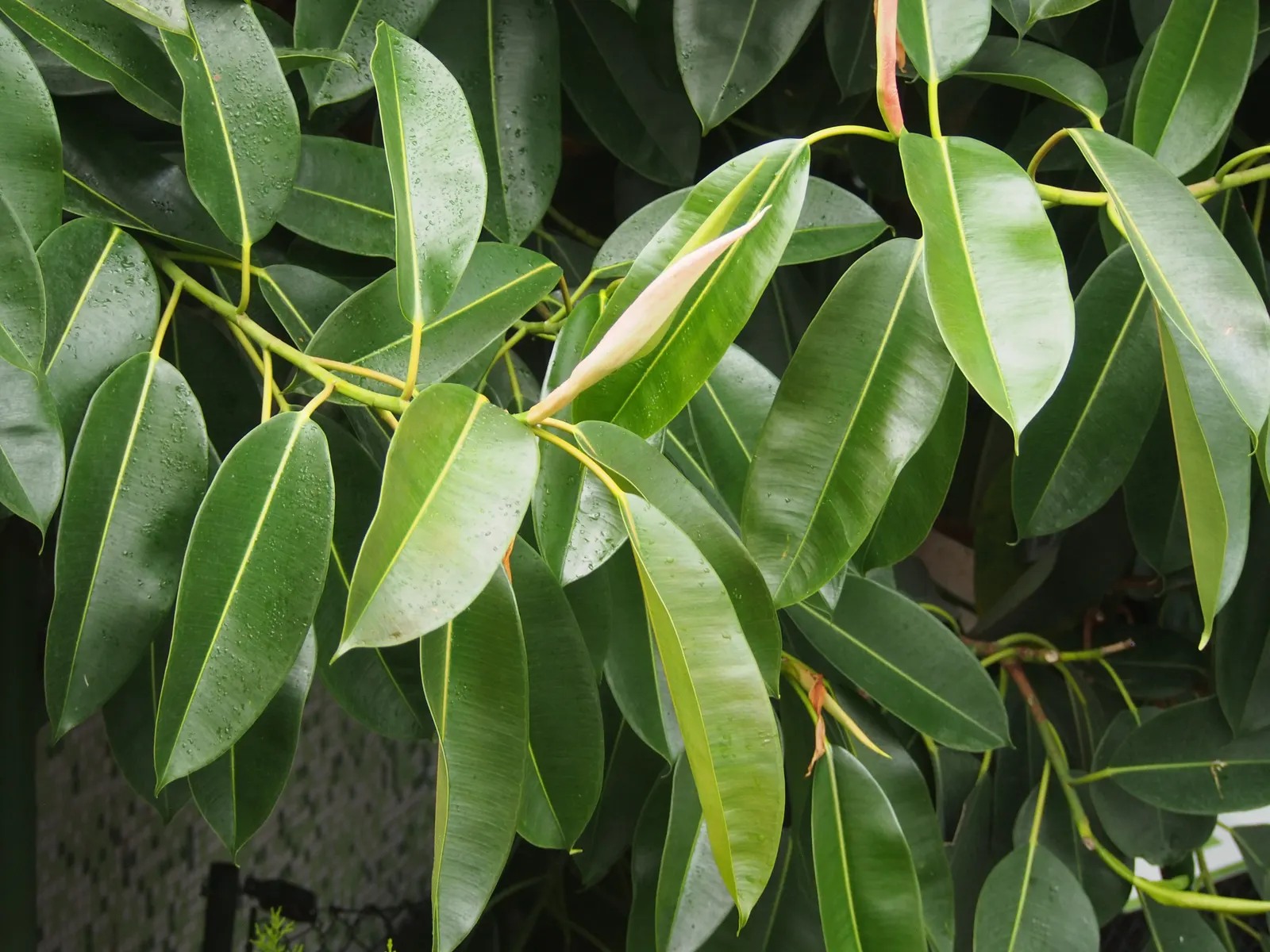 Rubber Plant, Rubber Tree (Ficus Elastica) — glossy leaves are a deep green with a prominent central vein and can grow up to 12 inches long