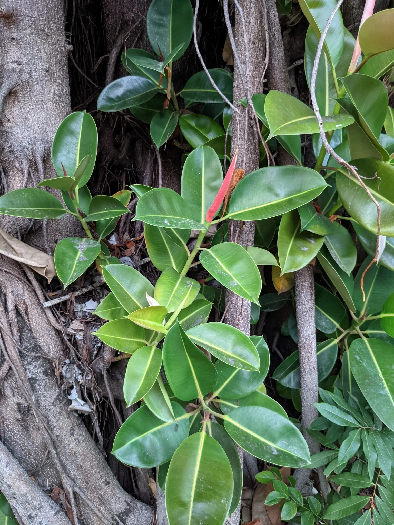 Rubber Plant, Rubber Tree (Ficus Elastica) — In landscapes, it serves as a striking specimen plant or privacy screen; direct, intense sun may scorch the