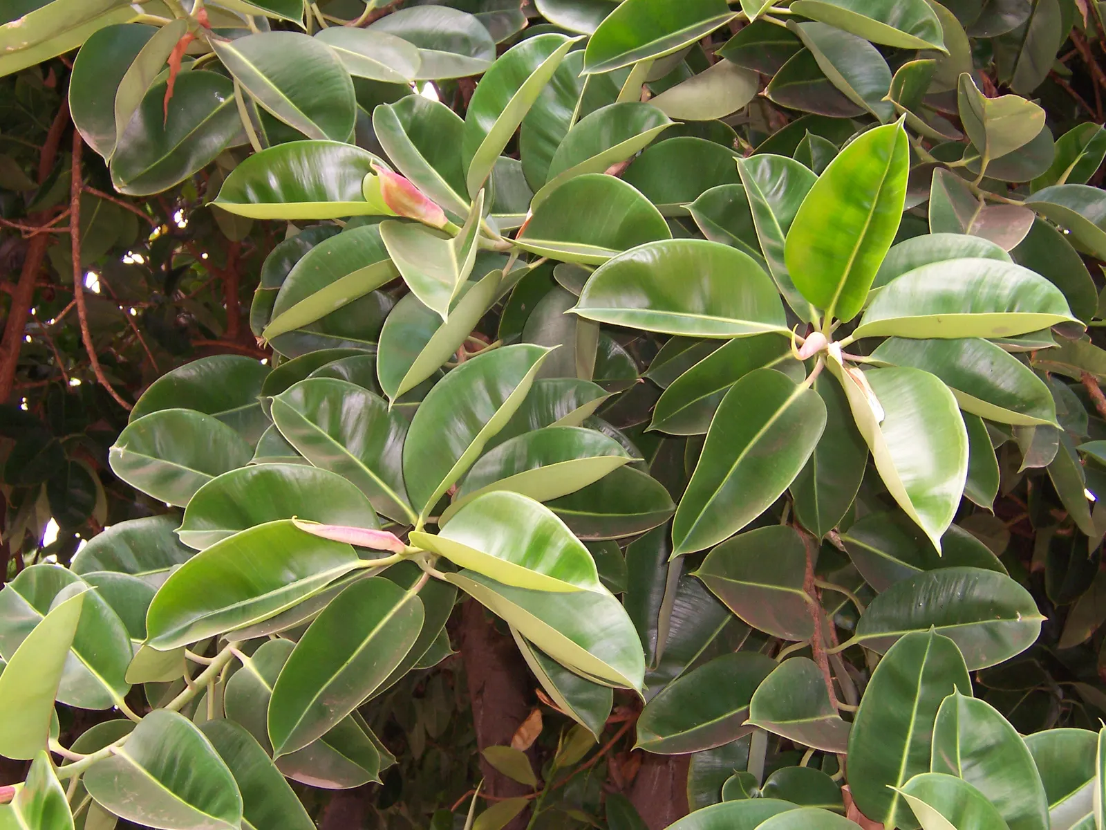 Rubber Plant, Rubber Tree (Ficus Elastica) — be mindful of its potential size and allow ample room for mature growth; when including the Rubber Plant in a