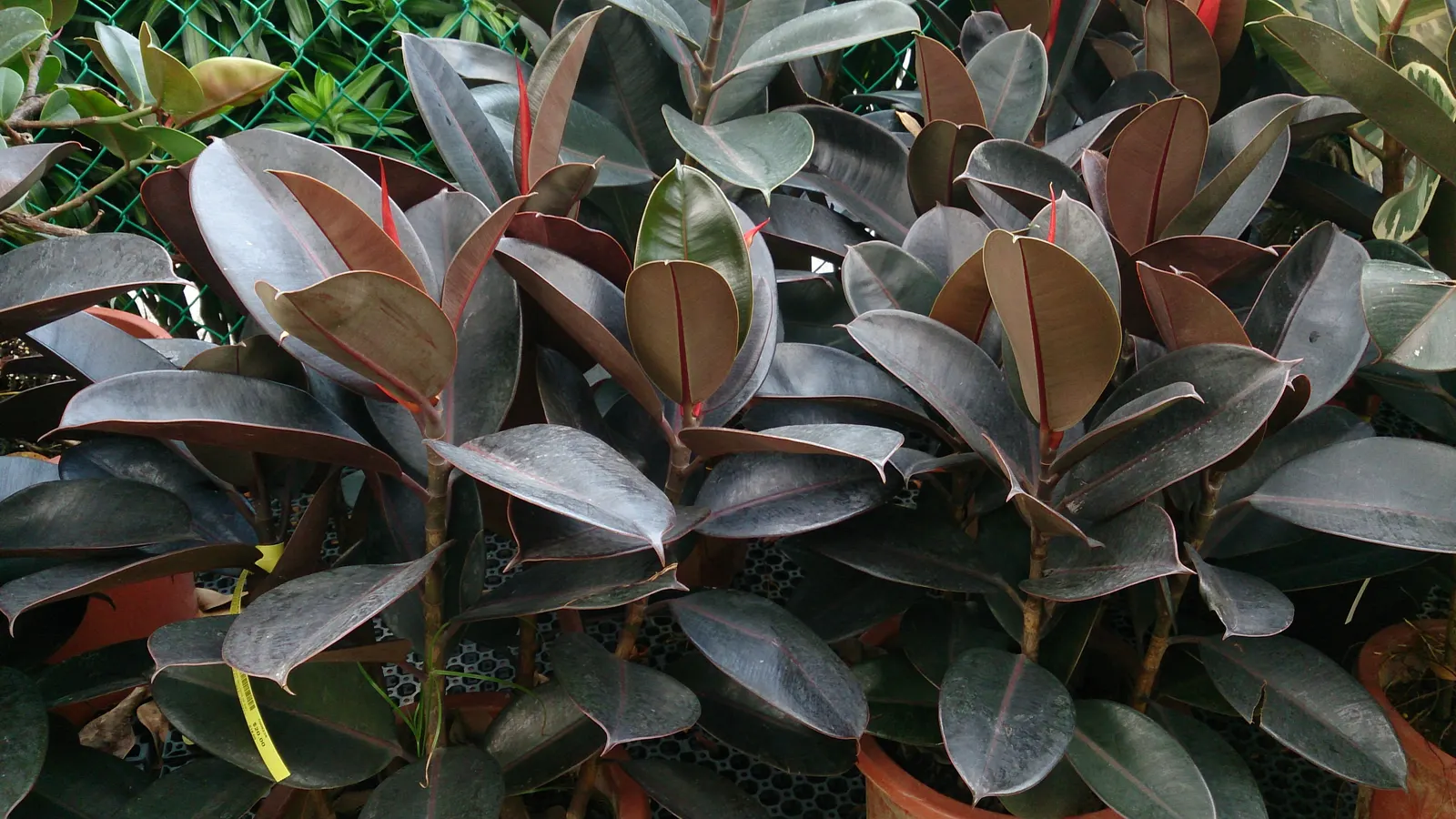 Rubber Plant, Rubber Tree (Ficus Elastica) — In landscapes, it serves as a striking specimen plant or privacy screen; direct, intense sun may, image 58