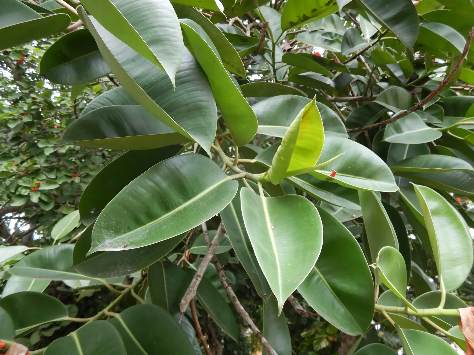 Rubber Plant, Rubber Tree (Ficus Elastica) — it serves as an excellent focal point or a natural screen in garden settings.<br><br>In outdoor landscapes; be