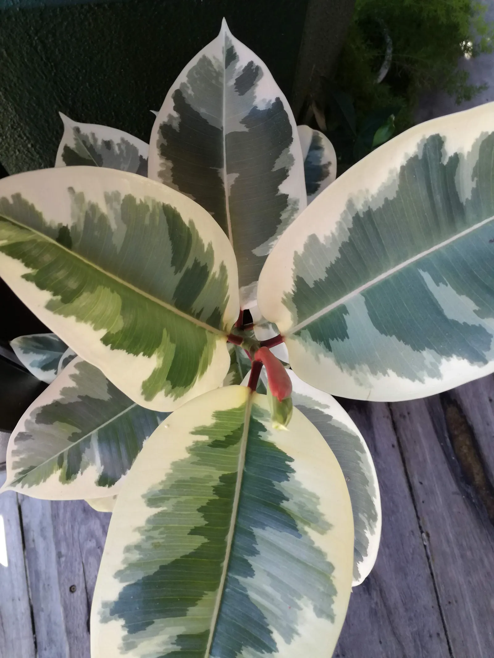 Rubber Plant, Rubber Tree (Ficus Elastica) — Hardy in USDA zones 10-12, it thrives in warm, humid climates; tropical texture to a garden