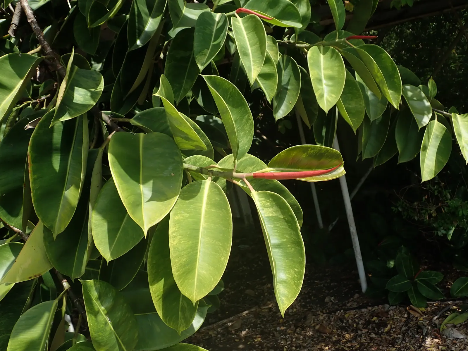 Rubber Plant, Rubber Tree (Ficus Elastica) — Tolerant of low-light conditions, it prefers well-draining soil and moderate moisture