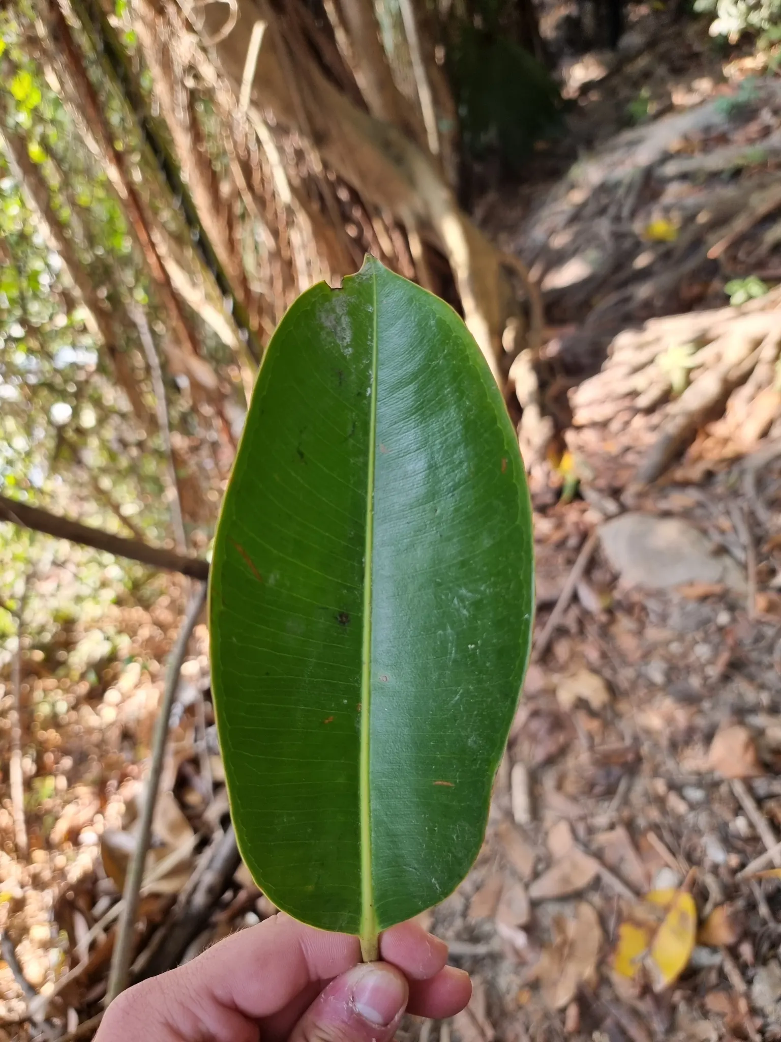 Rubber Plant, Rubber Tree (Ficus Elastica) — shrub / tree for half