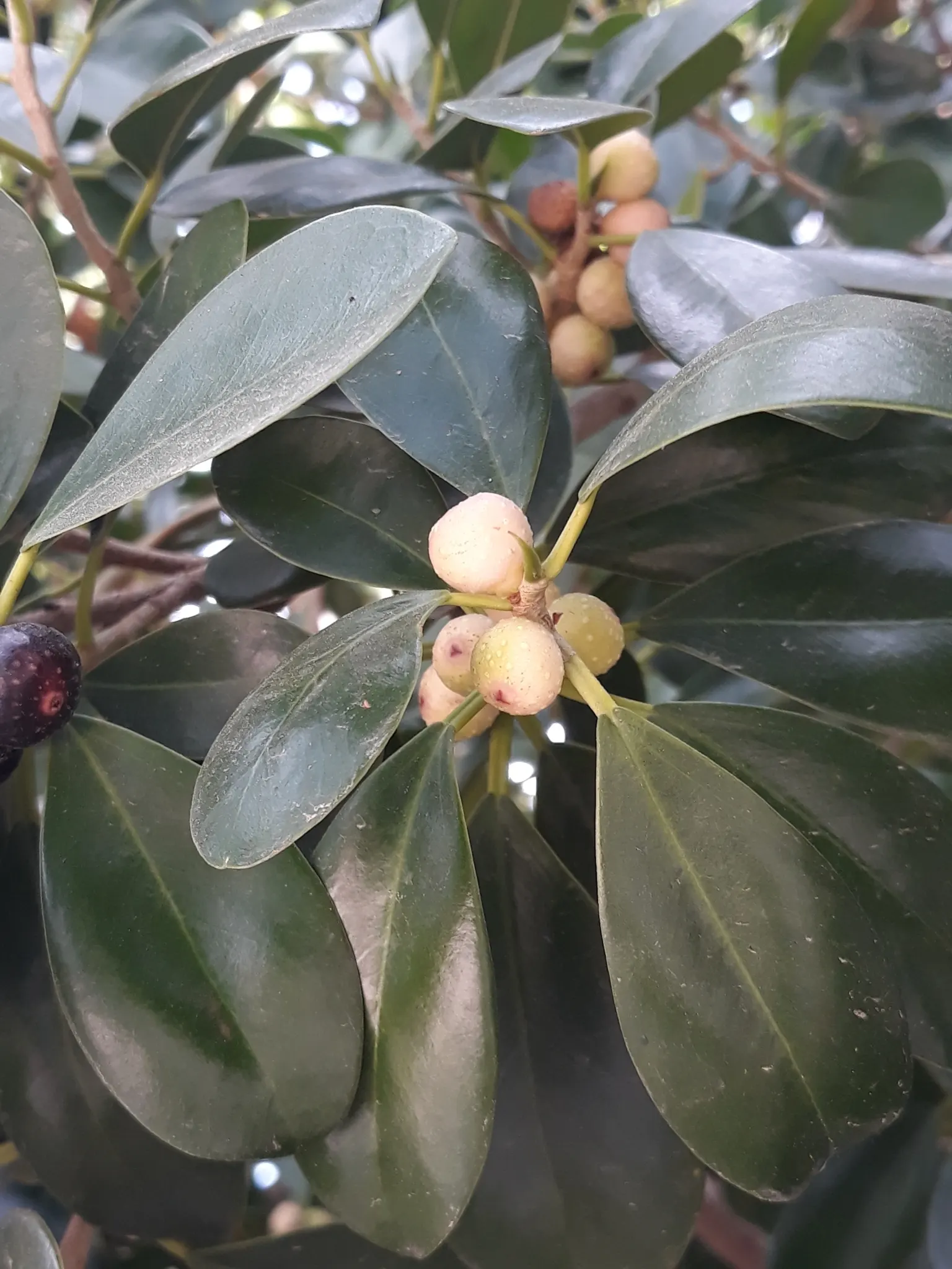 Rubber Plant, Rubber Tree (Ficus Elastica) — making it an excellent choice for adding a lush; shrub / tree for half