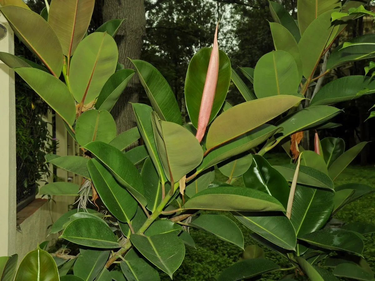 Rubber Plant, Rubber Tree (Ficus Elastica) — and less frequent watering during winter
