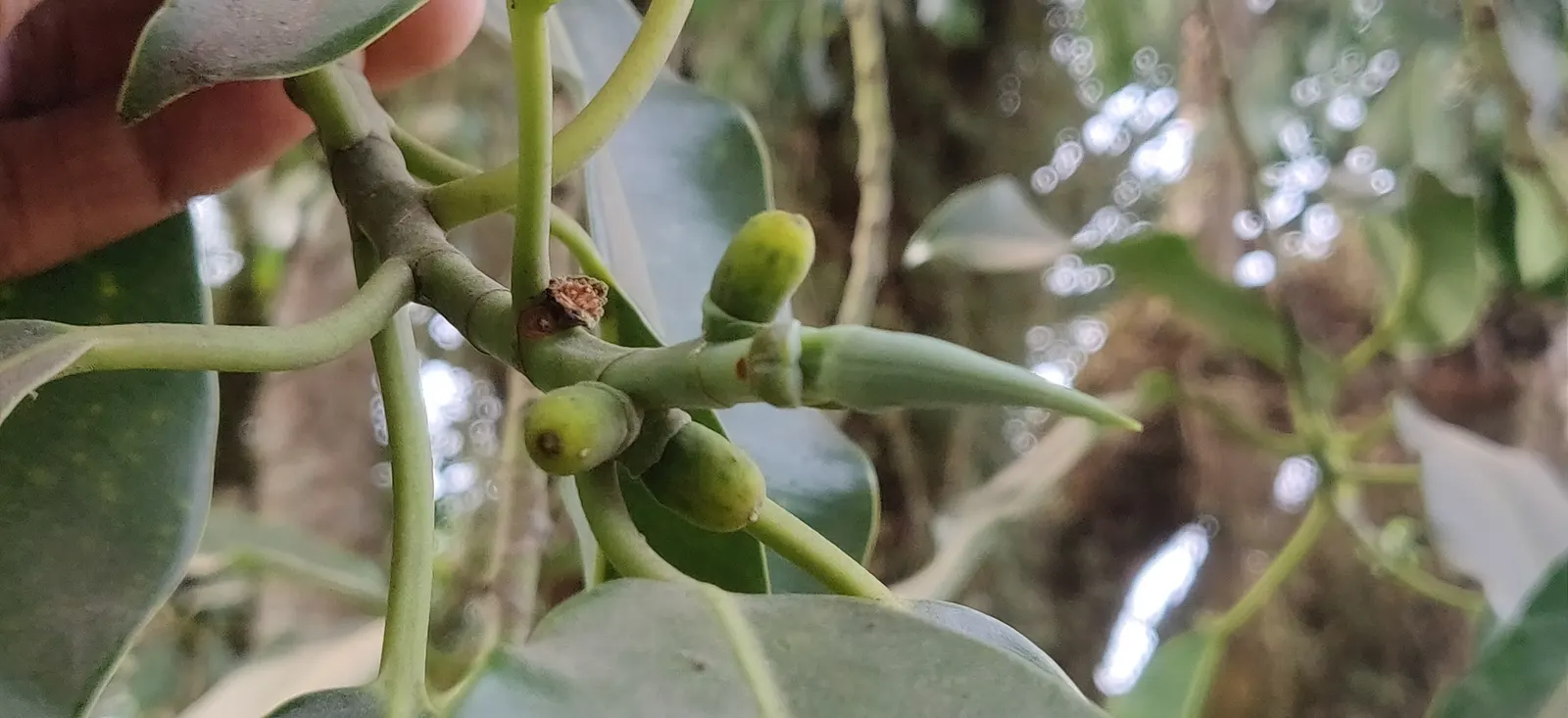 Rubber Plant, Rubber Tree (Ficus Elastica) — Hardy in USDA zones 10-12, it thrives in warm, humid climates; tropical texture to a garden, image 59