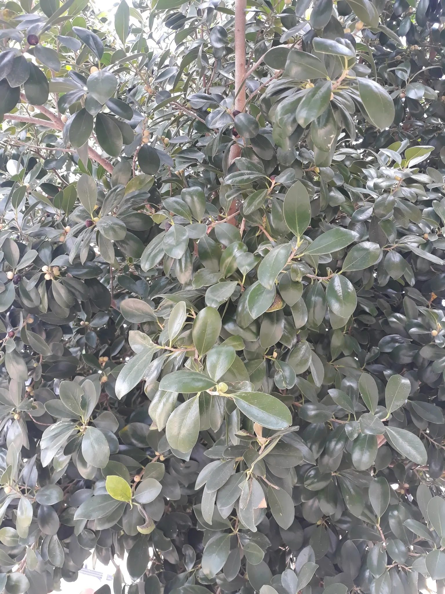 Rubber Plant, Rubber Tree (Ficus Elastica) — which can grow up to 12 inches long; glossy leaves are a deep green with a prominent central vein and, image 55