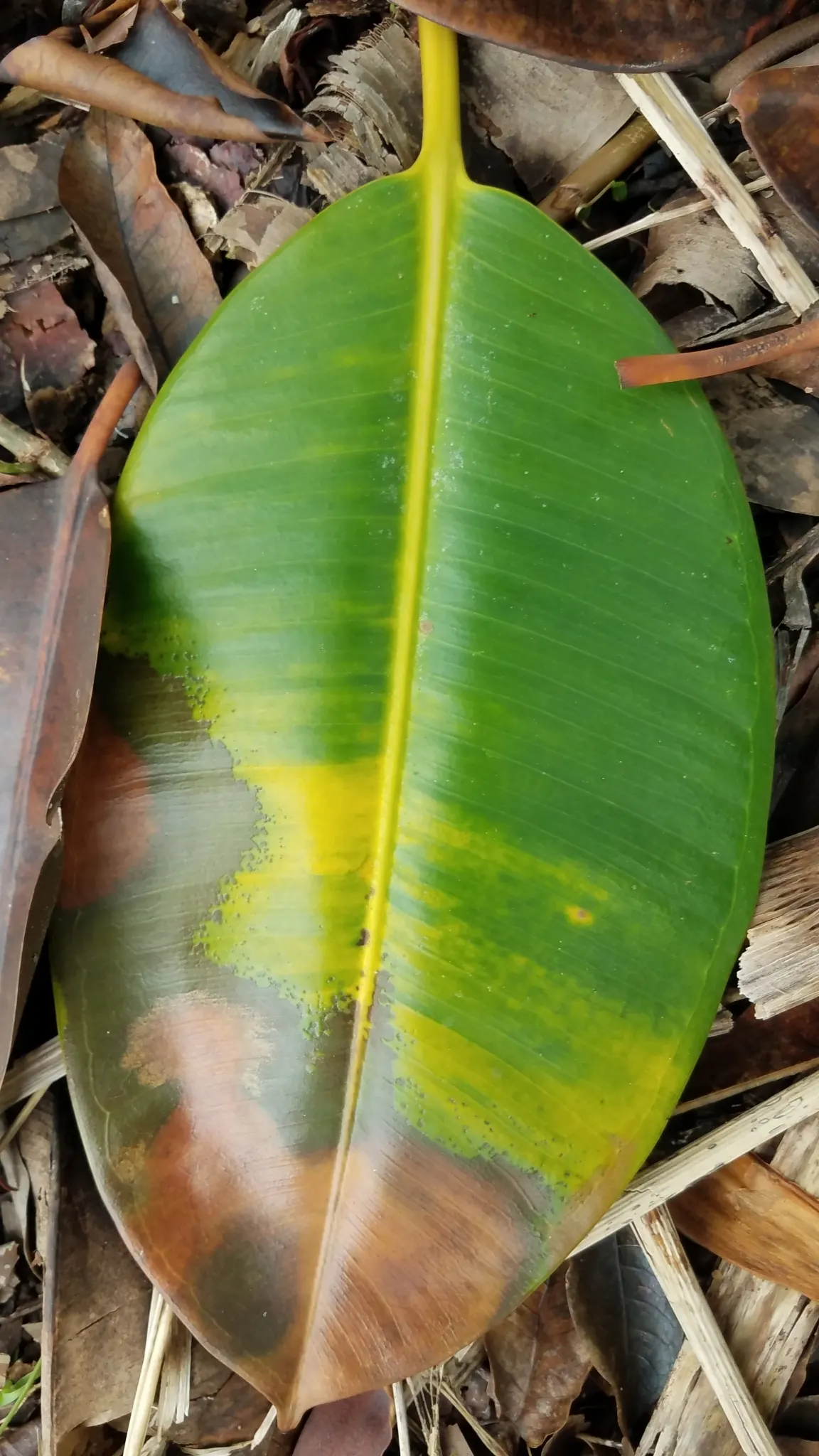 Rubber Plant, Rubber Tree (Ficus Elastica) — commonly called the Rubber Plant