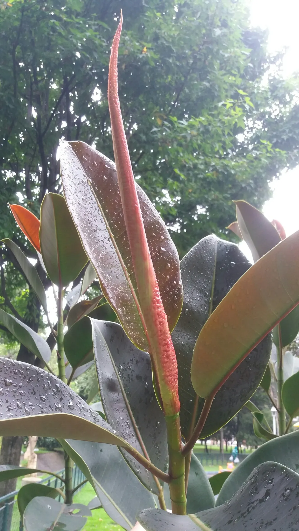 Rubber Plant, Rubber Tree (Ficus Elastica) — scientifically known as Ficus elastica; commonly called the Rubber Plant