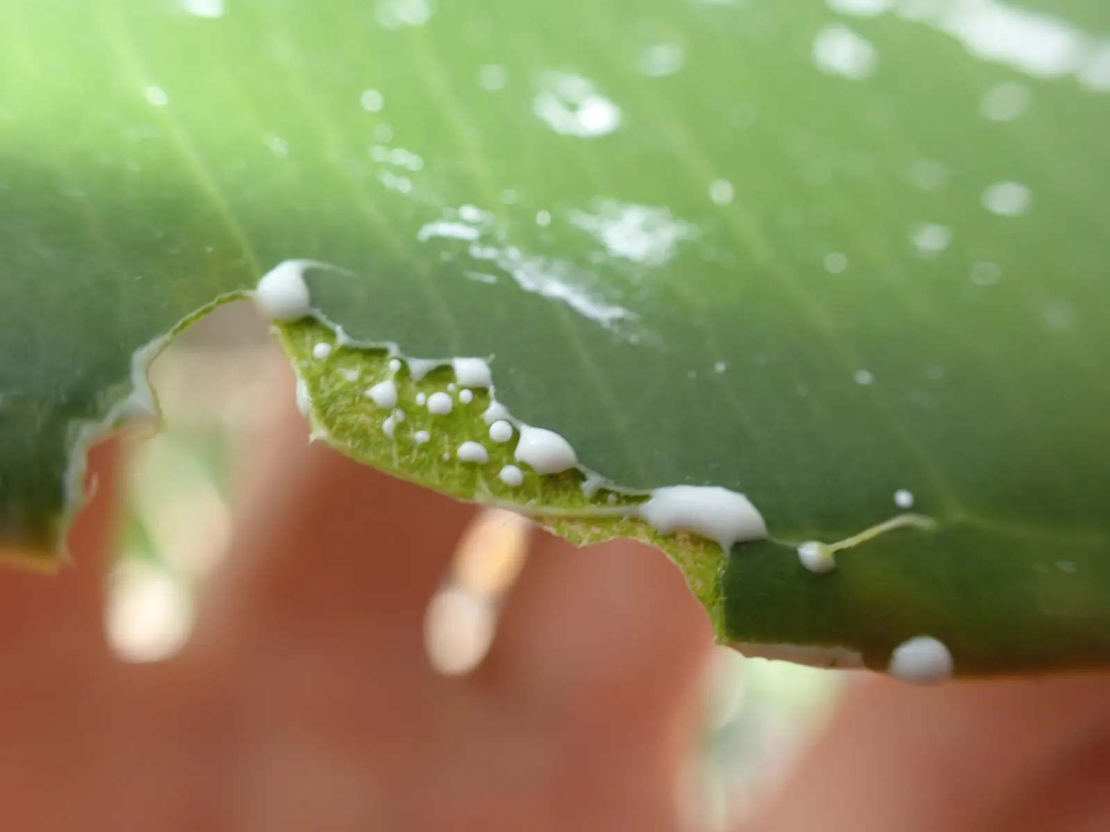 Rubber Plant, Rubber Tree (Ficus Elastica) — Direct, intense sun may scorch the leaves, while too little light can stunt growth