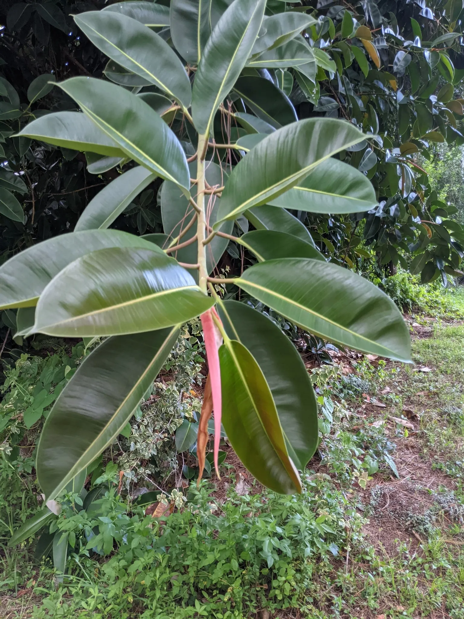 Rubber Plant, Rubber Tree (Ficus Elastica) — Ficus elastica prefers indirect sunlight to partial shade