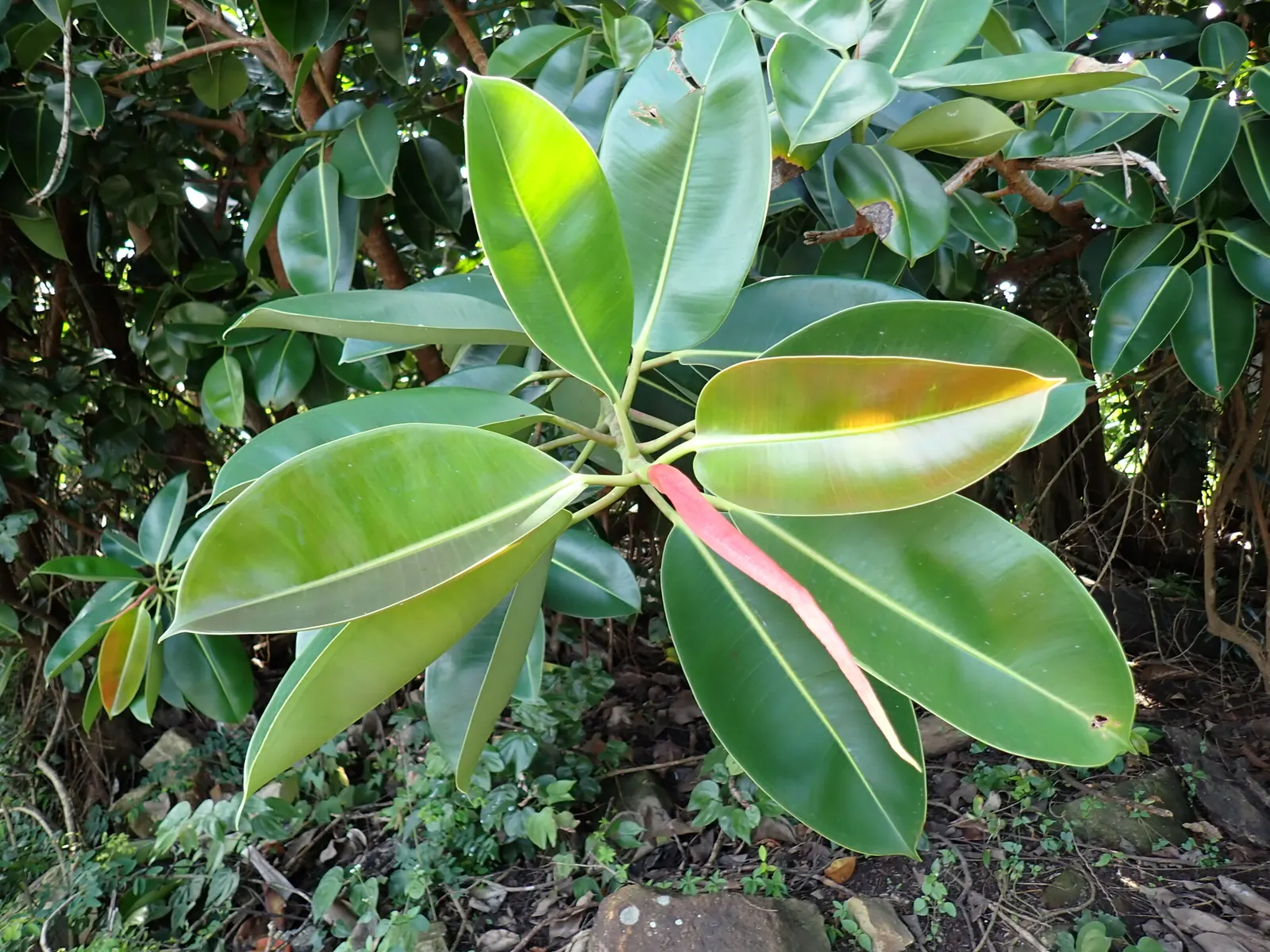 Rubber Plant, Rubber Tree (Ficus Elastica) — so placement should be considered with care; originating from Southeast Asia