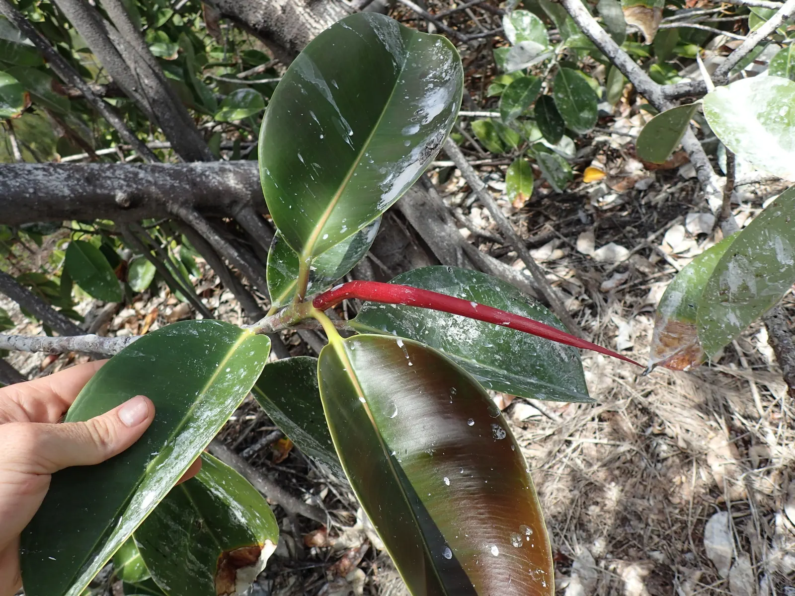 Rubber Plant, Rubber Tree (Ficus Elastica) — especially in households with pets or small children; weekly watering to maintain slightly moist soil