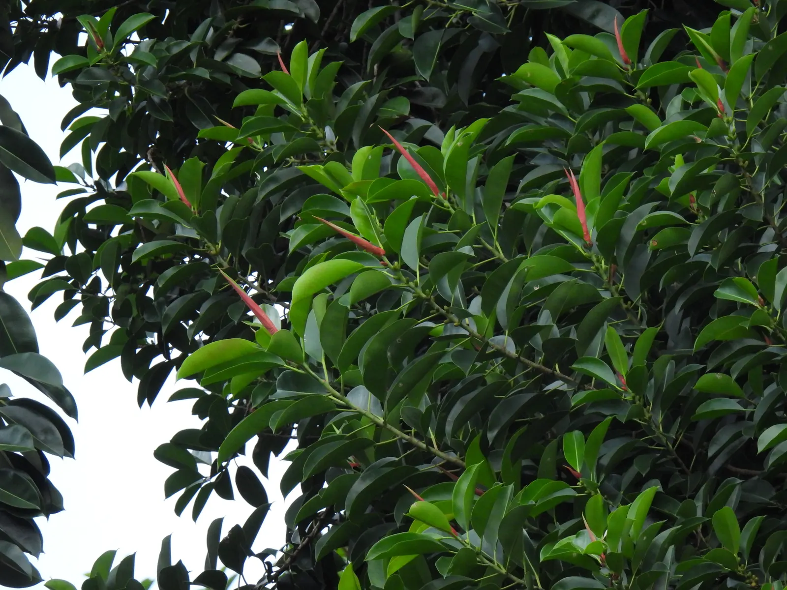 Rubber Plant, Rubber Tree (Ficus Elastica) — especially in households with pets or small children