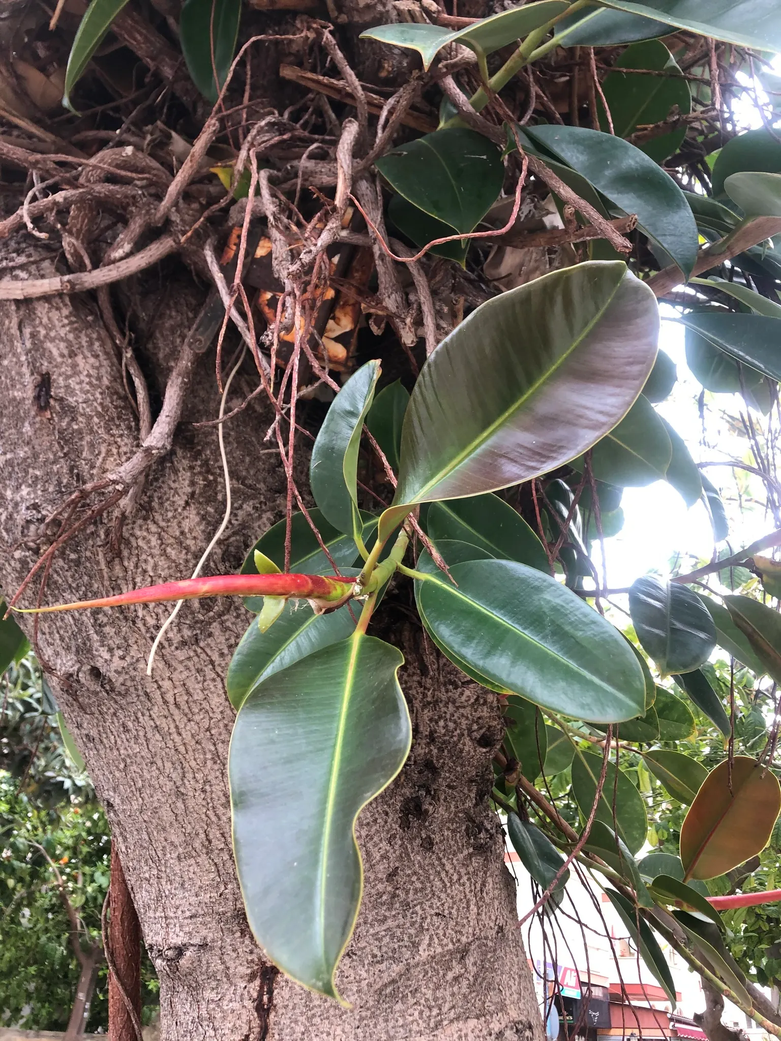 Rubber Plant, Rubber Tree (Ficus Elastica) — though it is somewhat drought-tolerant once established