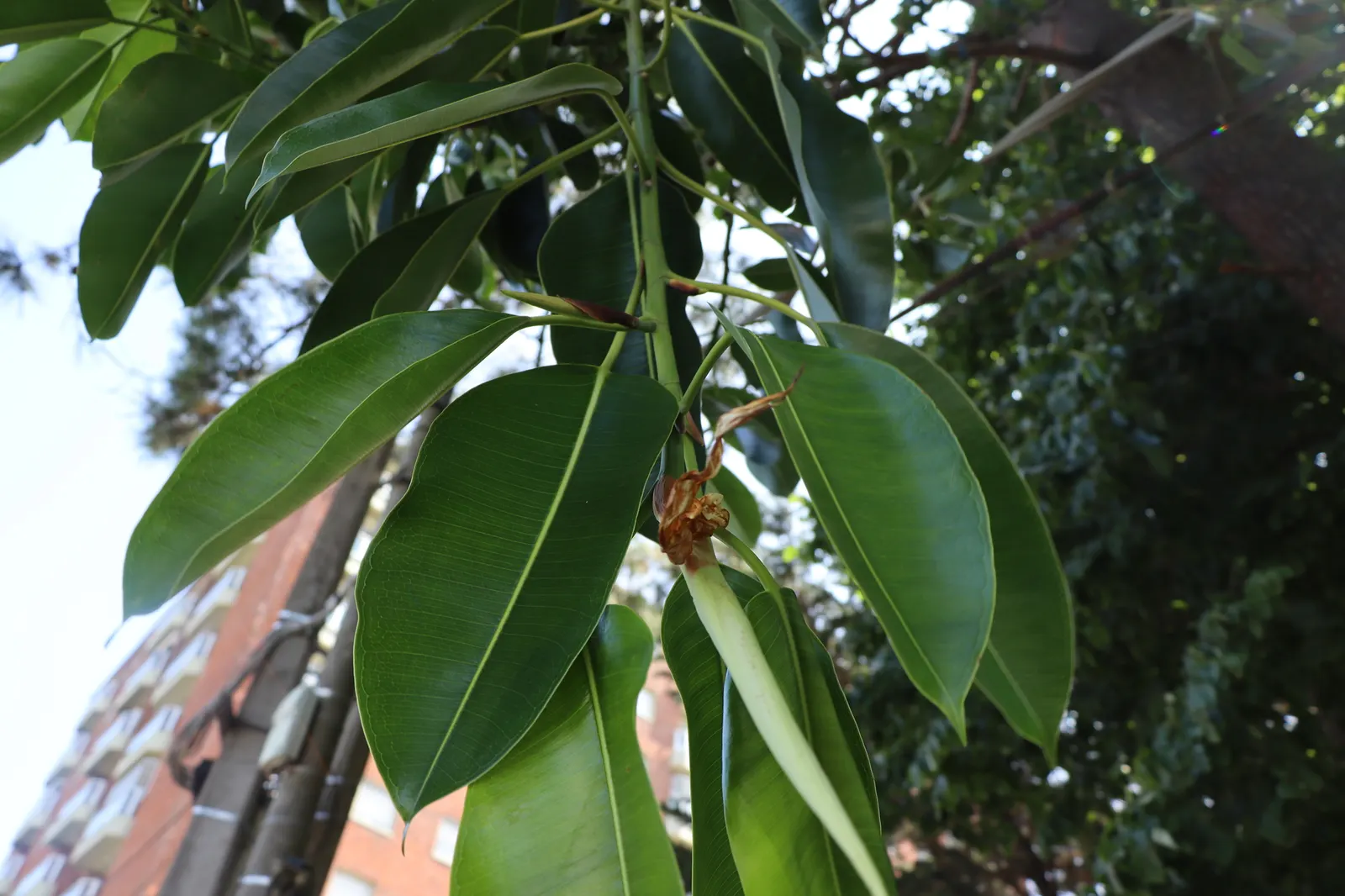 Rubber Plant, Rubber Tree (Ficus Elastica) — glossy leaves are a deep green with a prominent central vein and can grow up to 12 inches long; making it an
