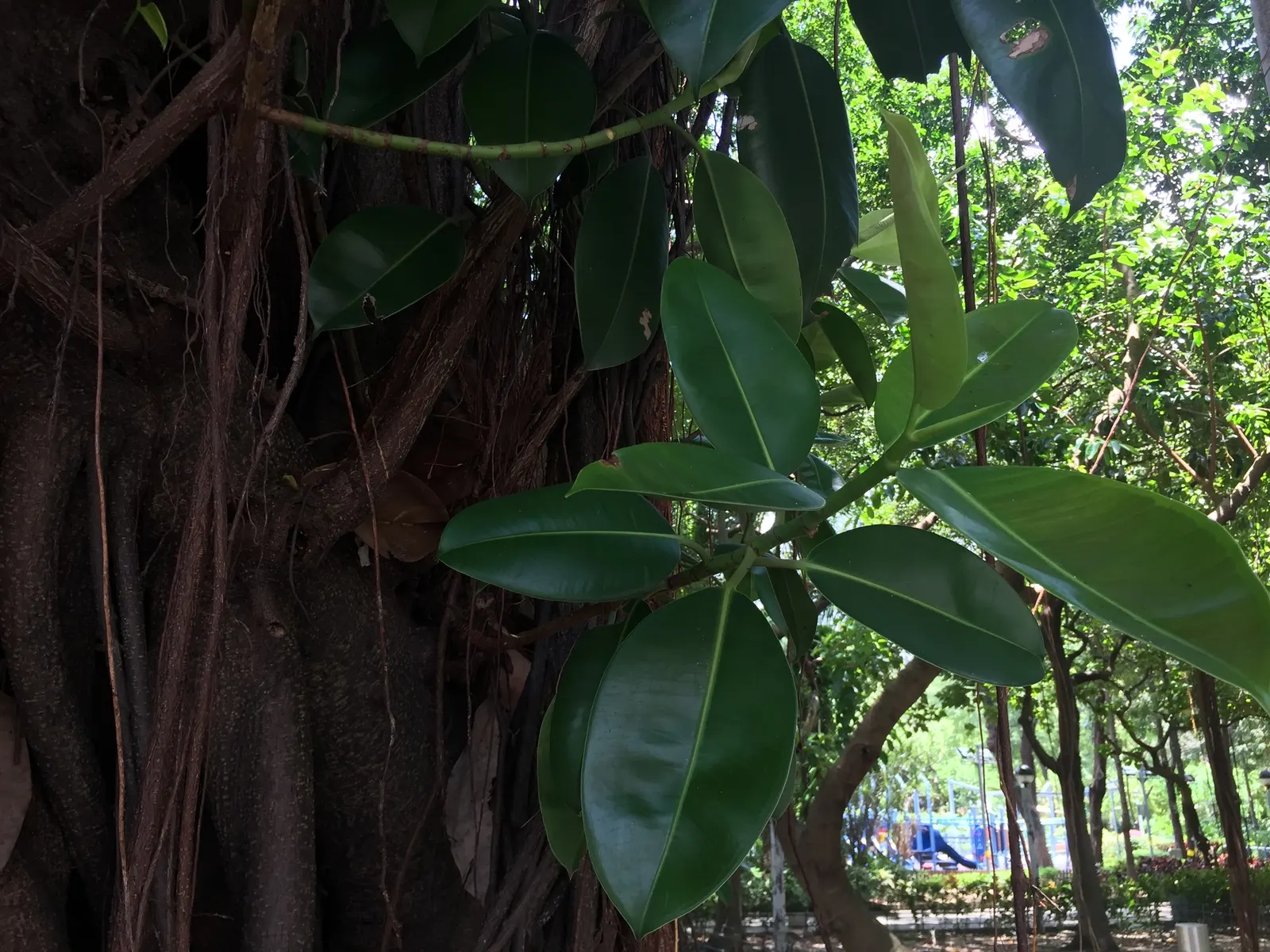 Rubber Plant, Rubber Tree (Ficus Elastica) — be mindful of its potential size and allow ample room for mature growth