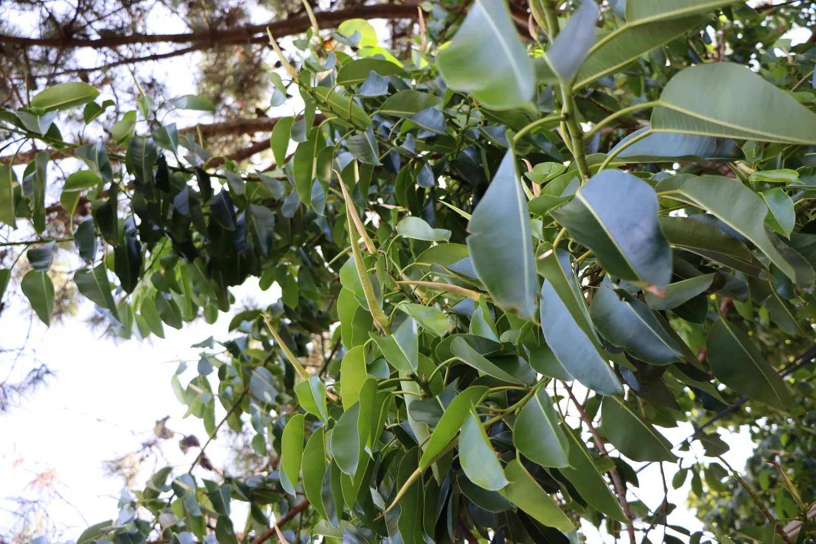 Rubber Plant, Rubber Tree (Ficus Elastica) — With time, it can reach heights of 25-30 feet outdoors